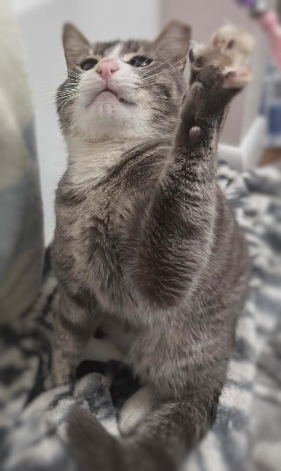 Kip, a ADOPTABLE mixed breed in Ocean Springs, MS image 4/5