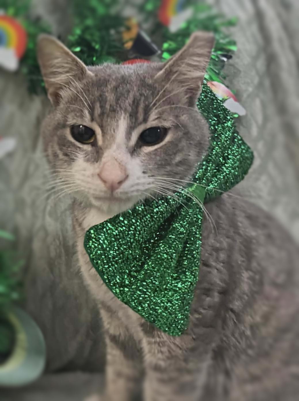 Kip, a ADOPTABLE mixed breed in Ocean Springs, MS image 1/5