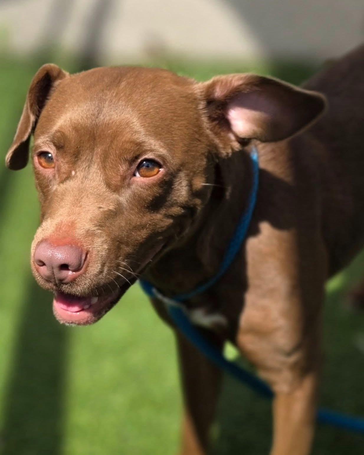 Enlarge Jackie, a Adoptable Mixed Breed in Vaudreuil-Dorion, QC image 1/6