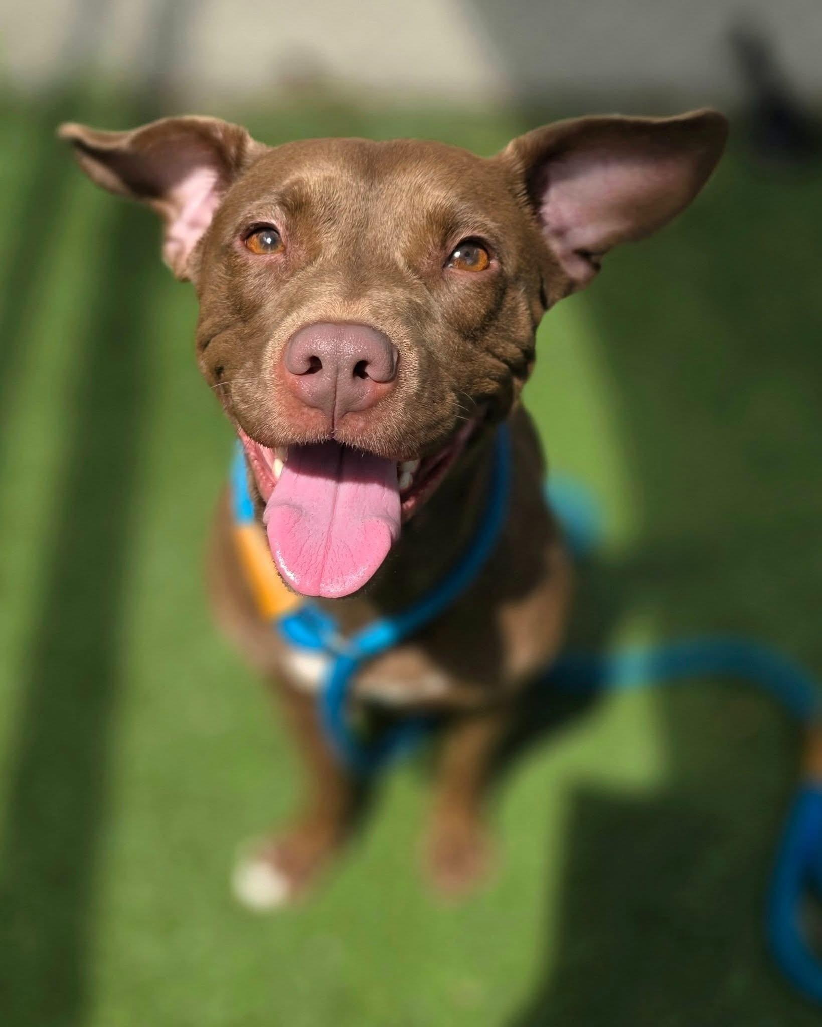 Enlarge Jackie, a Adoptable Mixed Breed in Vaudreuil-Dorion, QC image 6/6