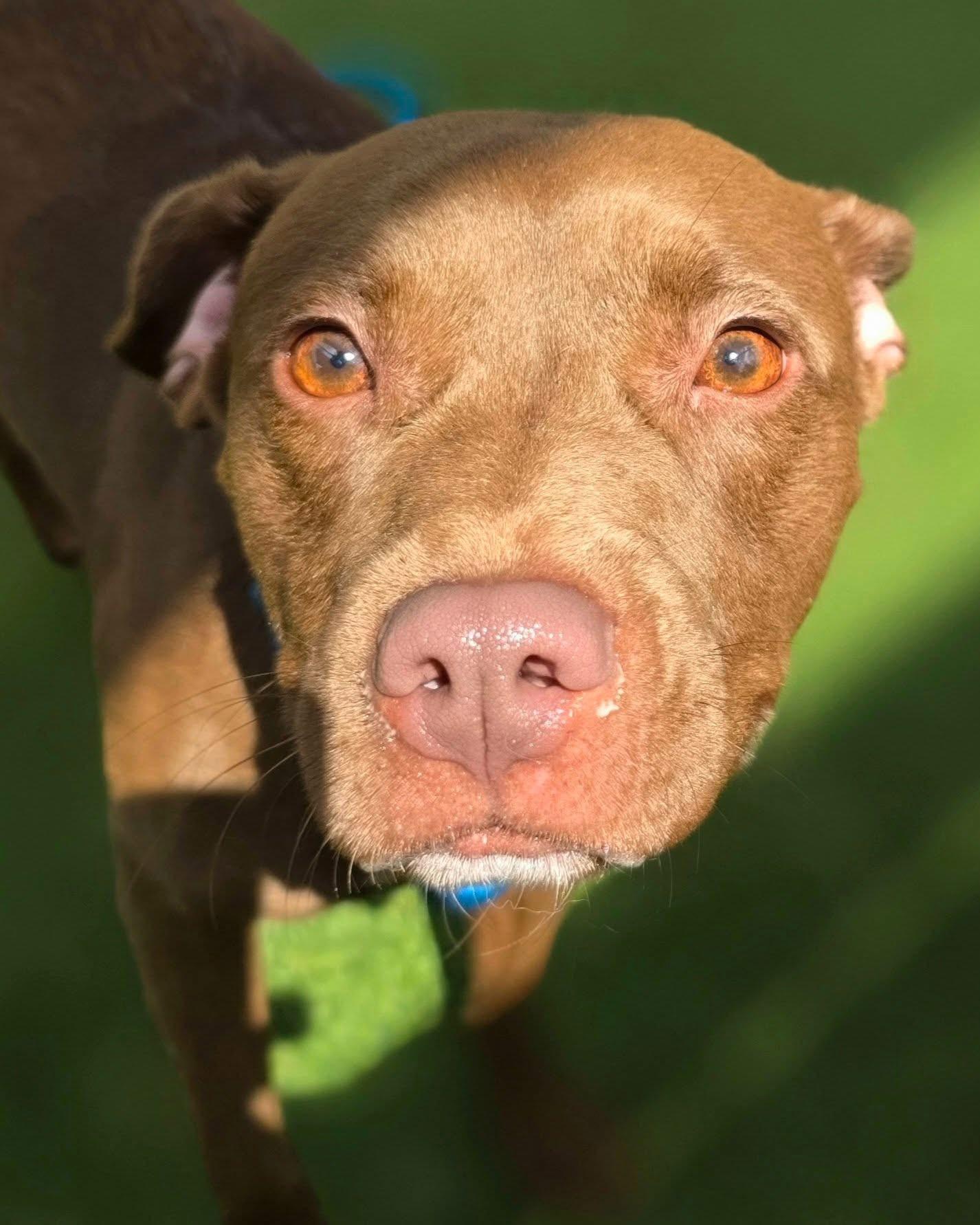 Enlarge Jackie, a Adoptable Mixed Breed in Vaudreuil-Dorion, QC image 3/6