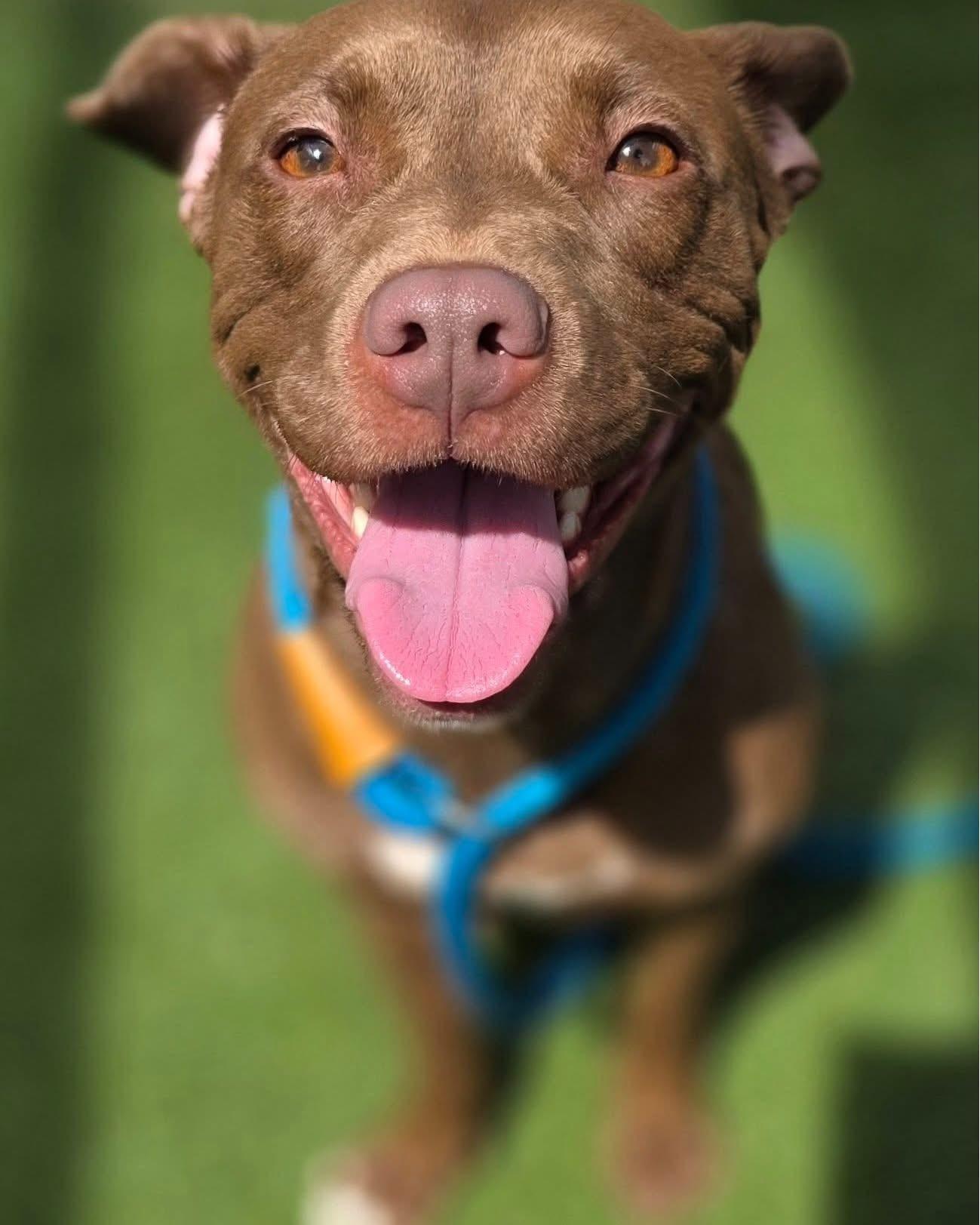 Enlarge Jackie, a Adoptable Mixed Breed in Vaudreuil-Dorion, QC image 5/6