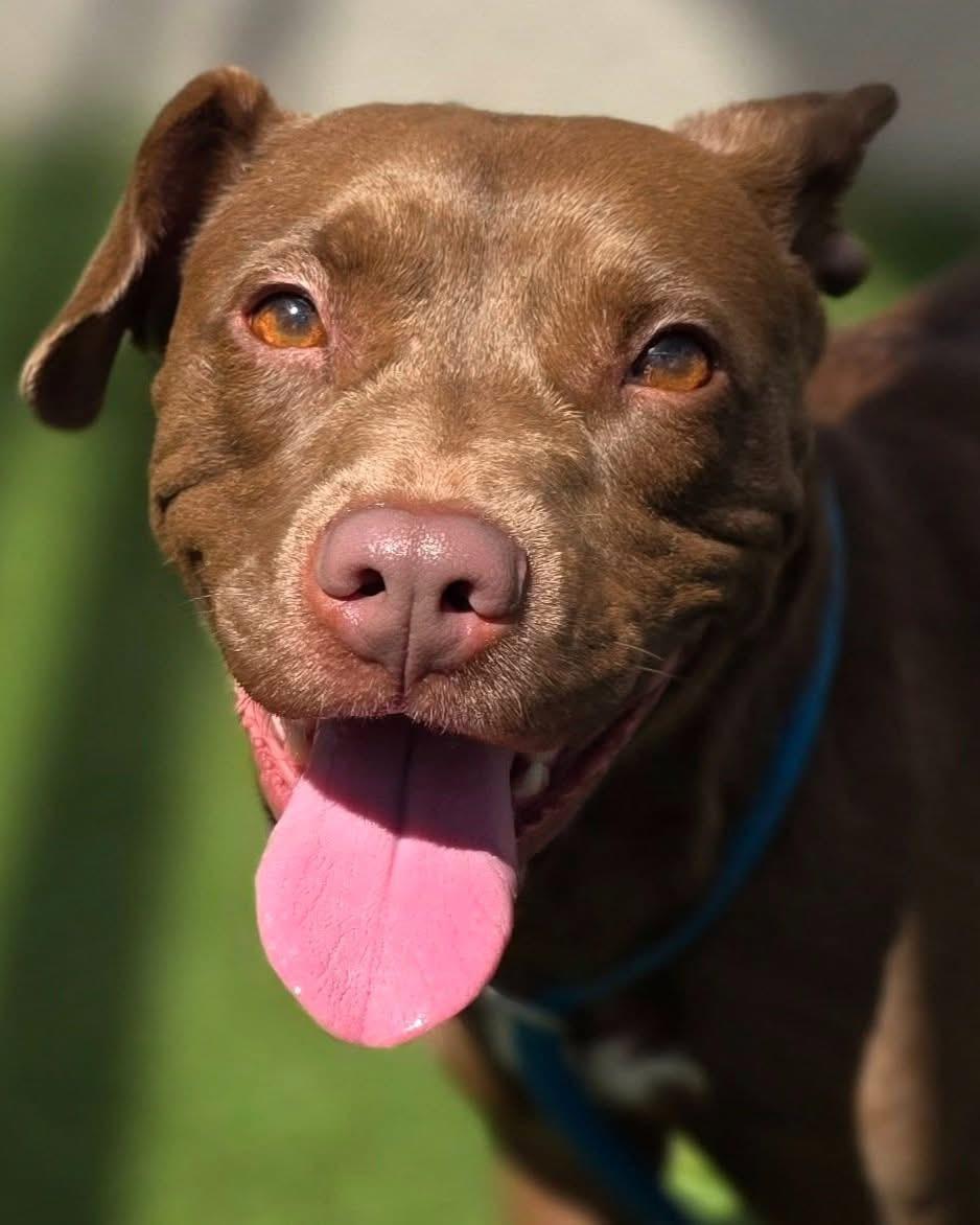 Enlarge Jackie, a Adoptable Mixed Breed in Vaudreuil-Dorion, QC image 4/6