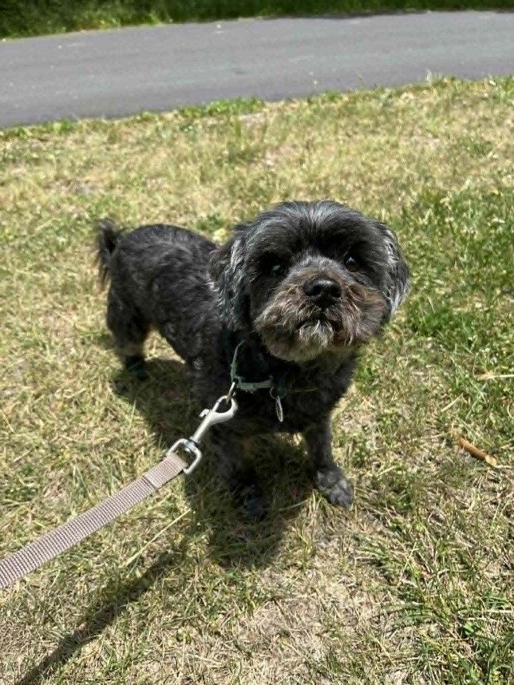 Griffy, a Adoptable Terrier in Candler, NC image 2/3