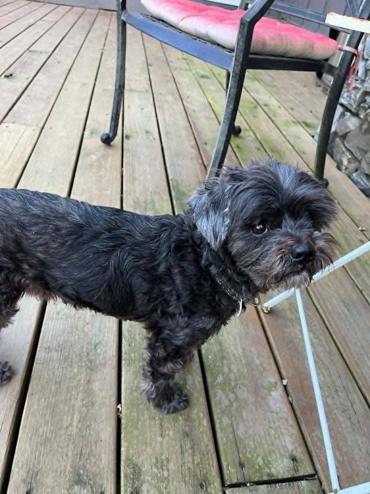 Griffy, a Adoptable Terrier in Candler, NC image 3/3