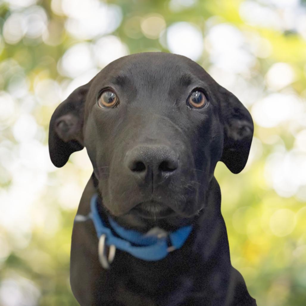 Enlarge Bobby, a Adoptable Mixed Breed in Hendersonville, NC image 1/5