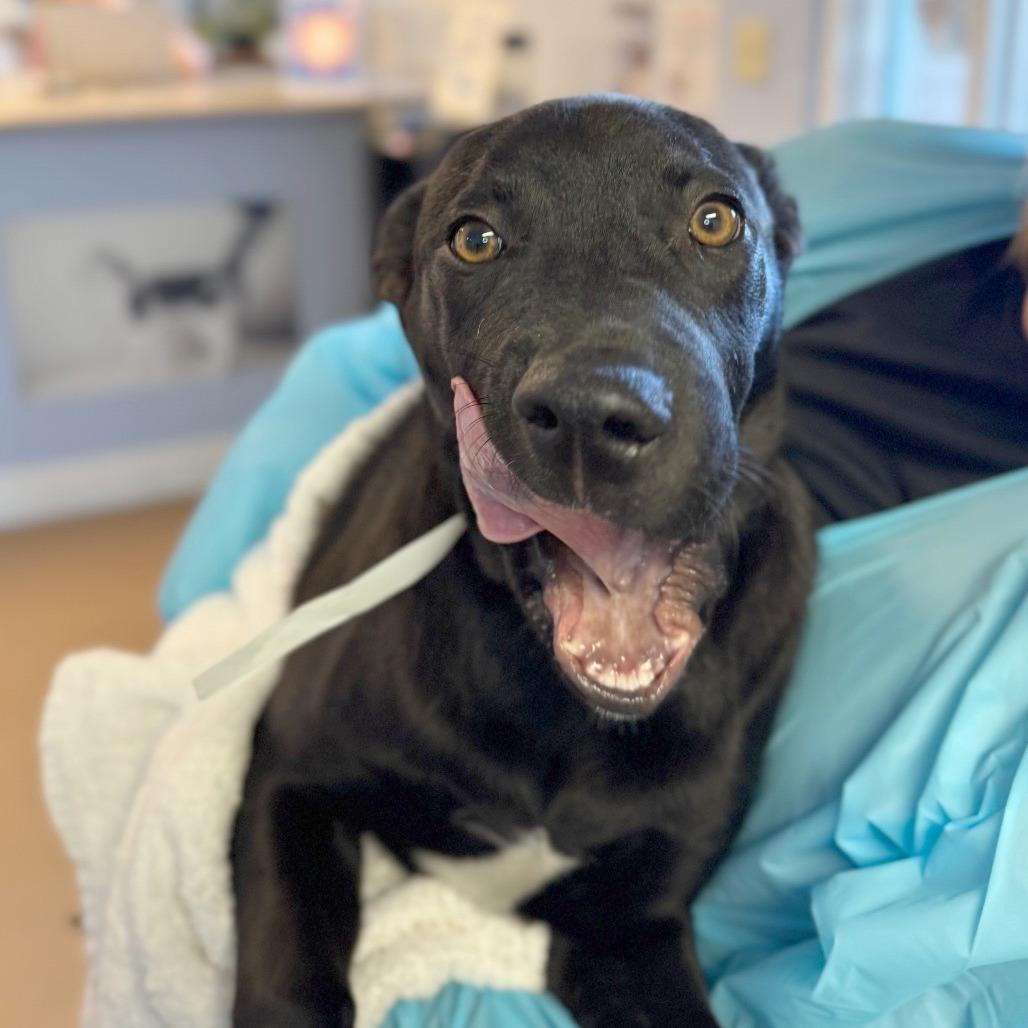 Enlarge Bobby, a Adoptable Mixed Breed in Hendersonville, NC image 2/5