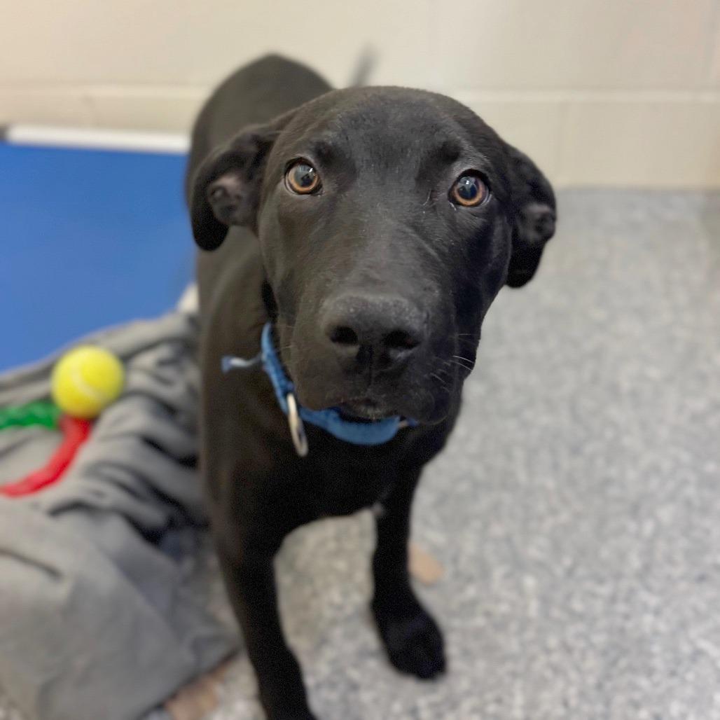 Enlarge Bobby, a Adoptable Mixed Breed in Hendersonville, NC image 3/5