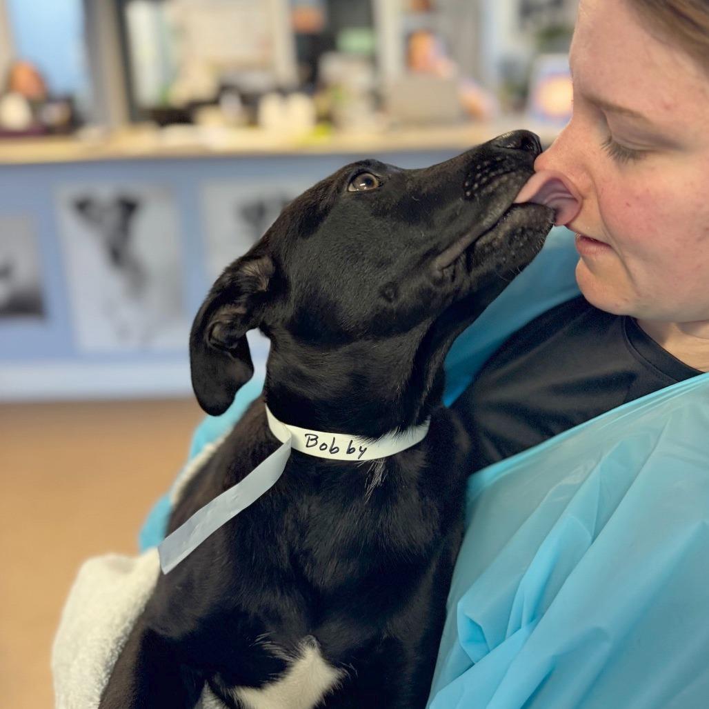 Enlarge Bobby, a Adoptable Mixed Breed in Hendersonville, NC image 4/5
