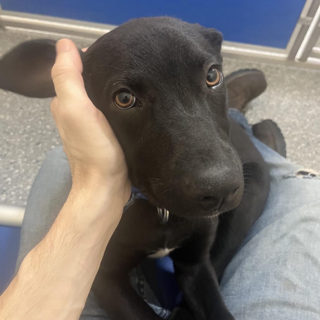 Enlarge Bobby, a Adoptable Mixed Breed in Hendersonville, NC image 5/5