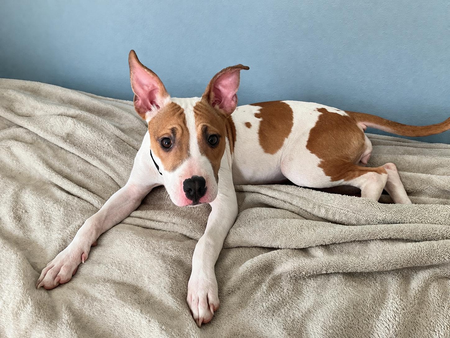 Princess, Adoptable, Puppy Female Pit Bull Terrier & Labrador Retriever.