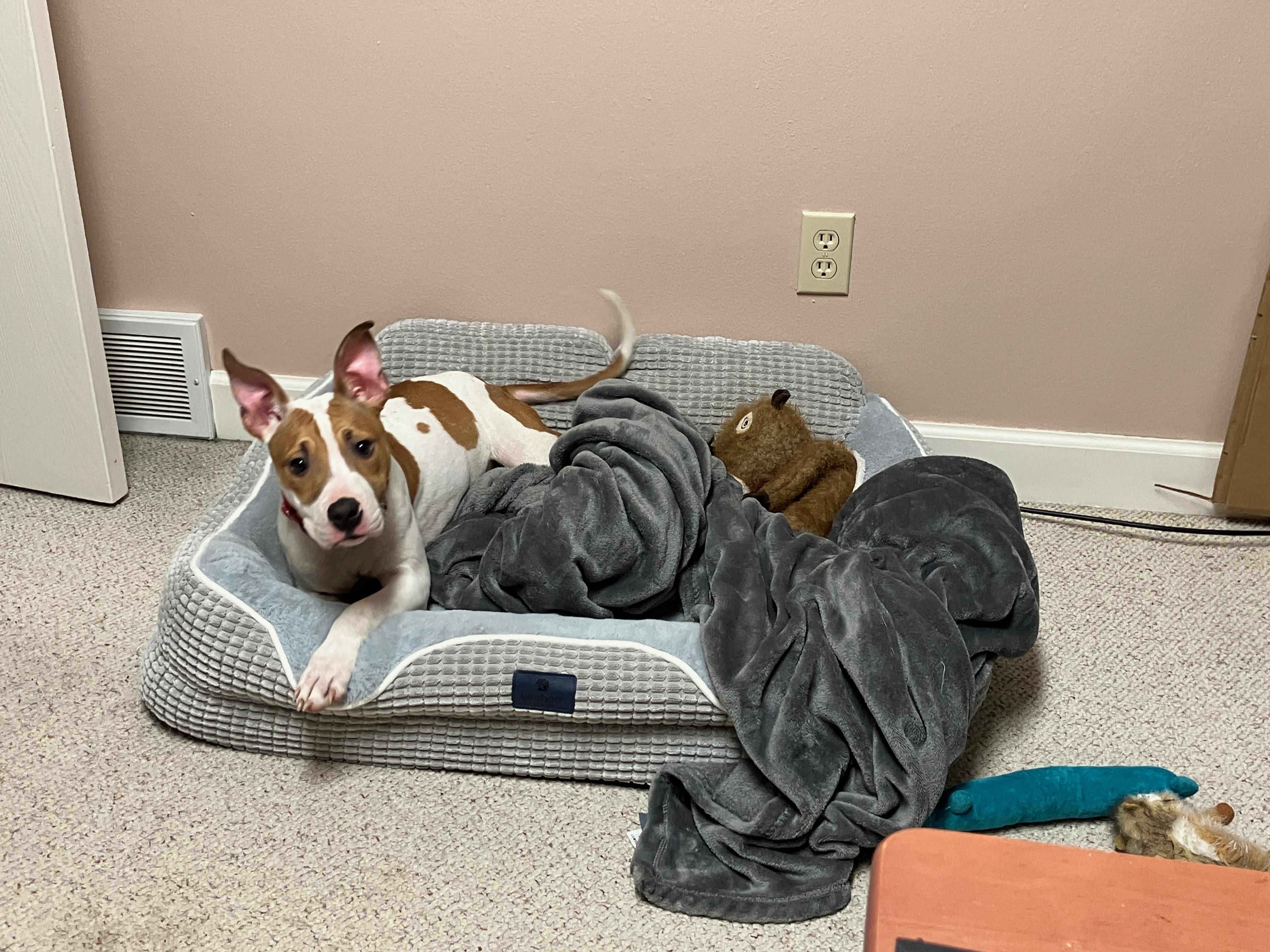 Enlarge Princess, a Adoptable mixed breed in Toledo, OH image 5/6