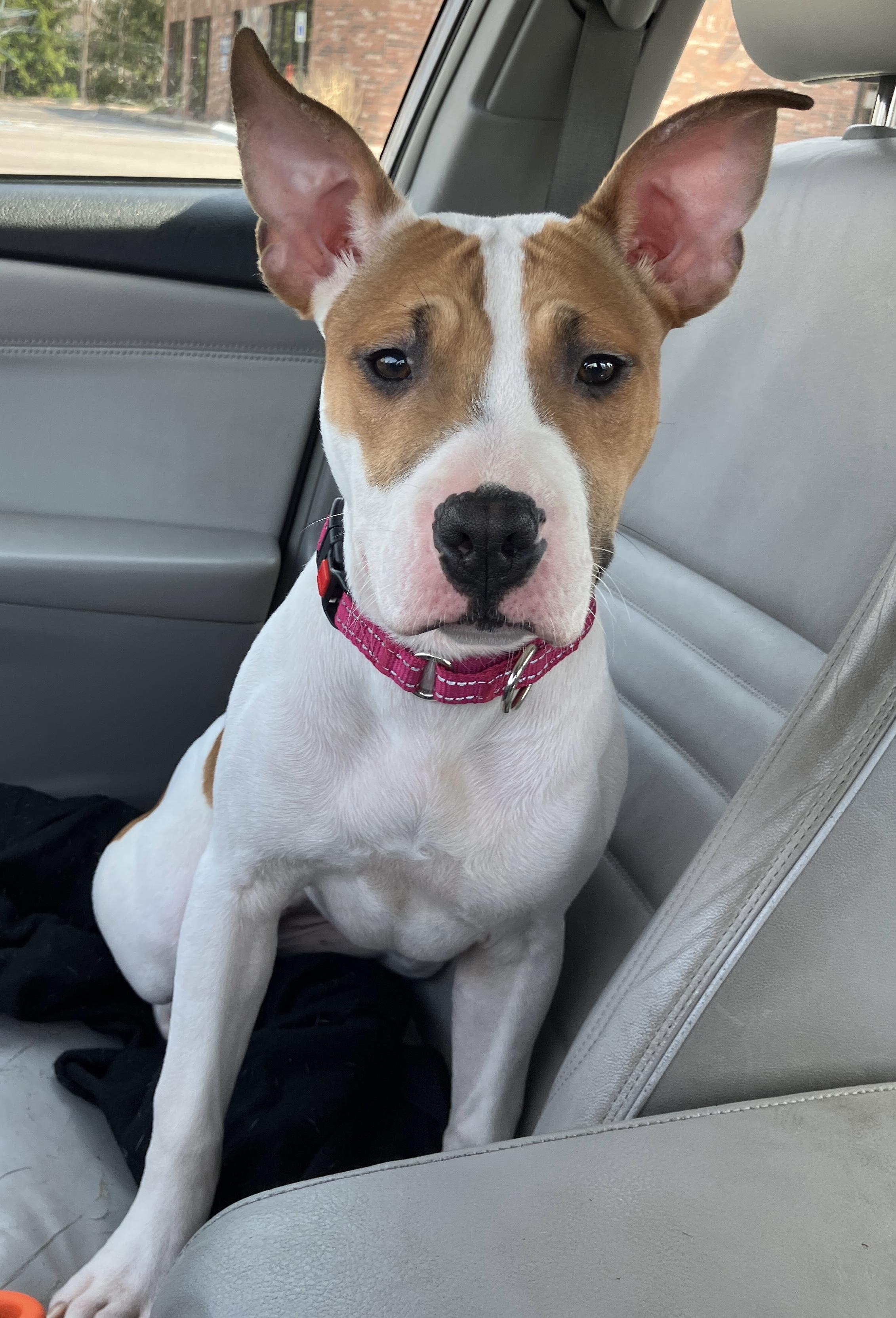 Enlarge Princess, a Adoptable mixed breed in Toledo, OH image 3/6