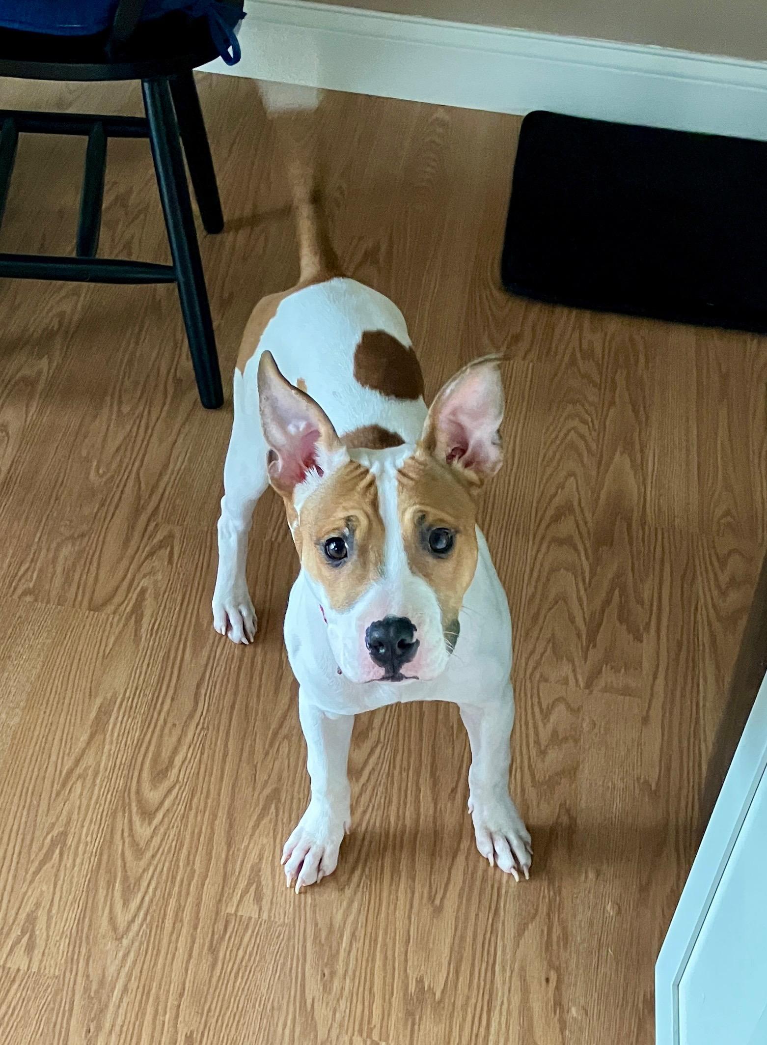 Enlarge Princess, a Adoptable mixed breed in Toledo, OH image 4/6