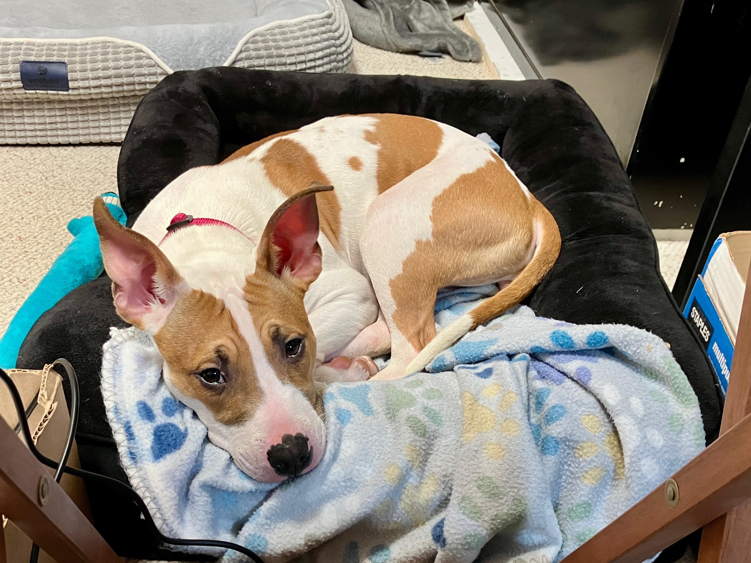 Enlarge Princess, a Adoptable mixed breed in Toledo, OH image 2/6