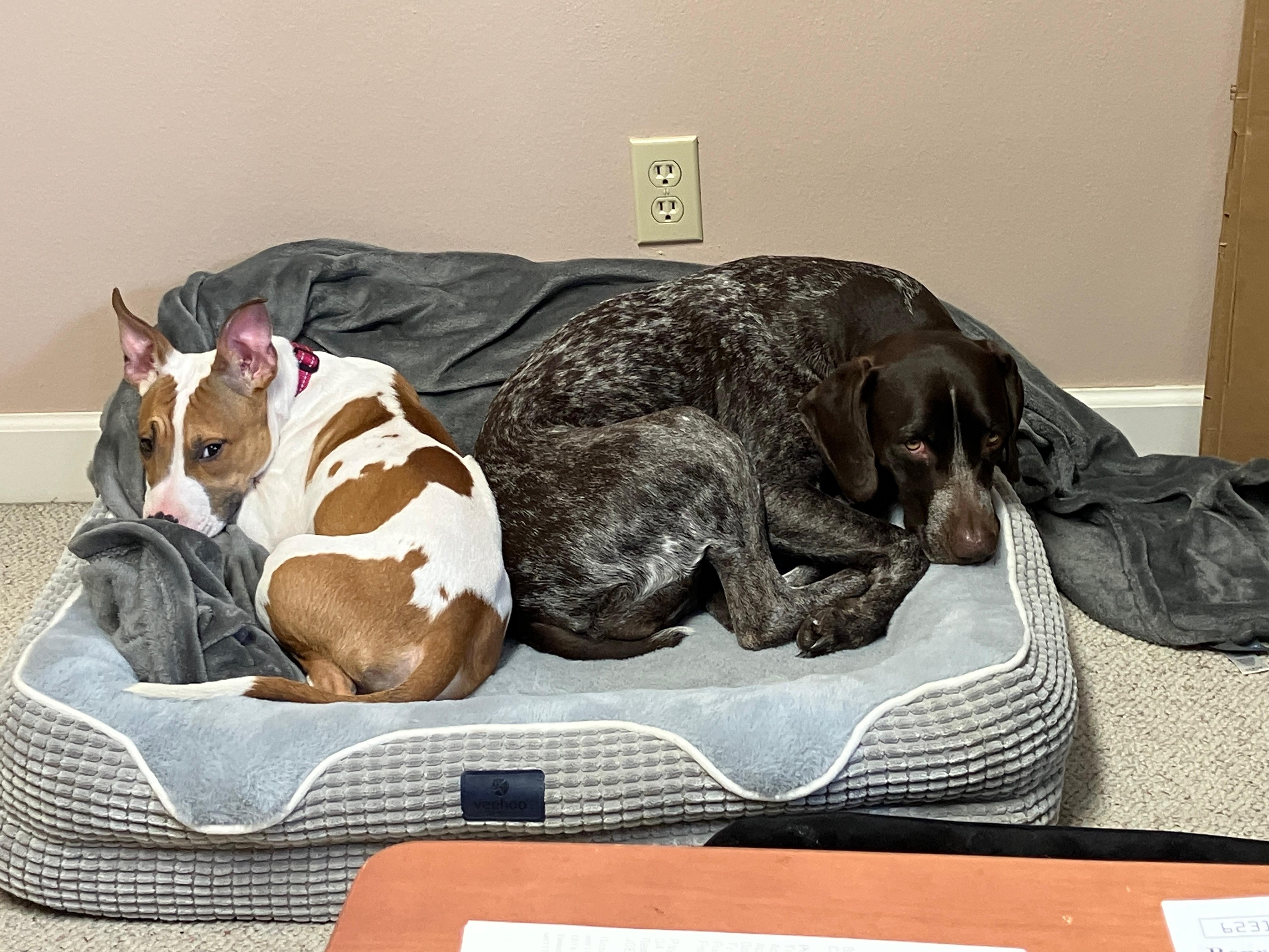 Enlarge Princess, a Adoptable mixed breed in Toledo, OH image 6/6