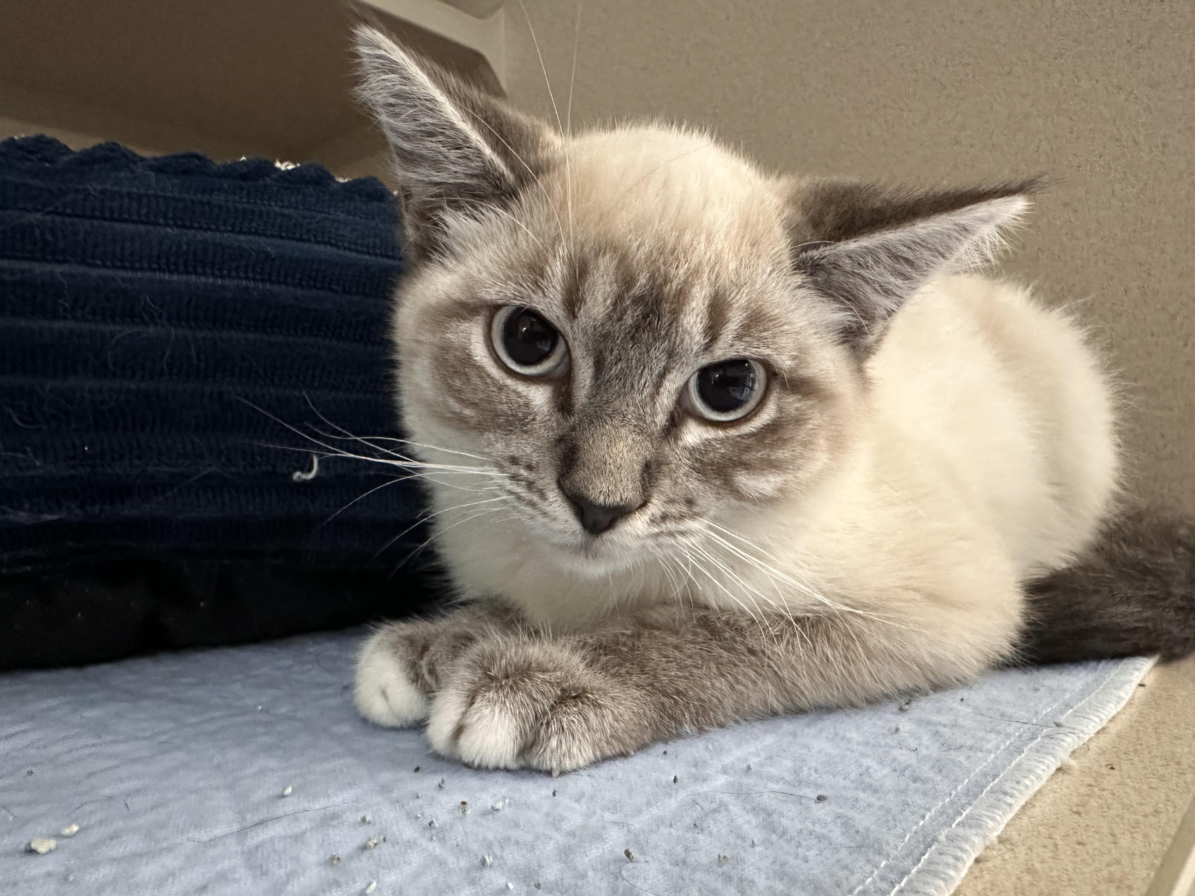 Sweet Pea, a ADOPTABLE Siamese in Quincy, CA image 2/2