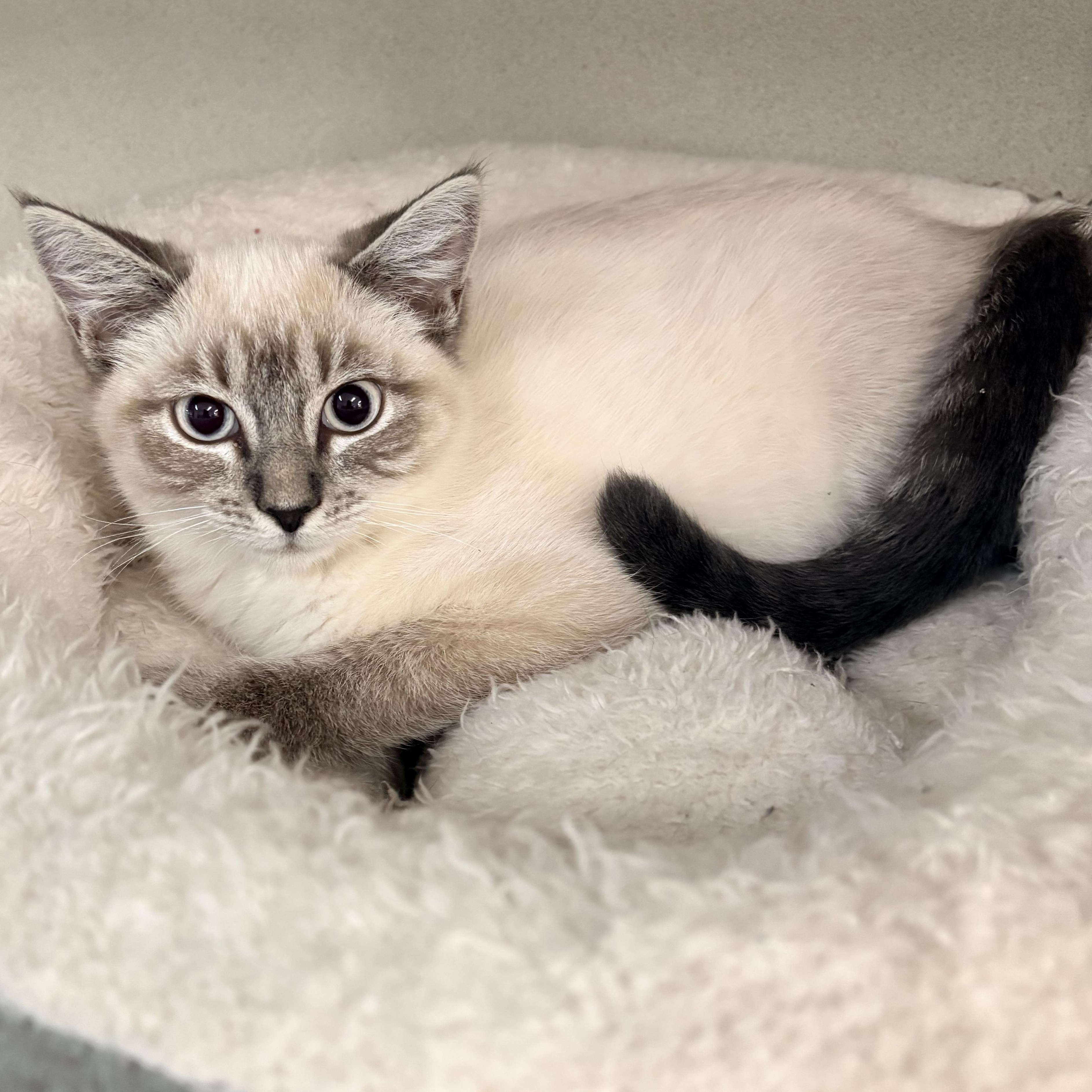 Sweet Pea, ADOPTABLE, Kitten Female Siamese.