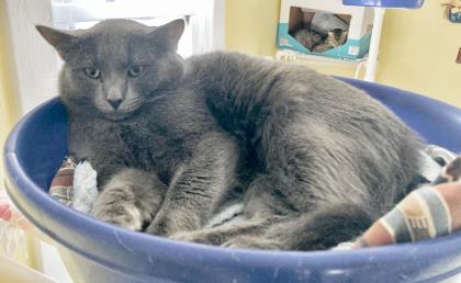 Hollis, a Adoptable mixed breed in New Freedom, PA image 1/2