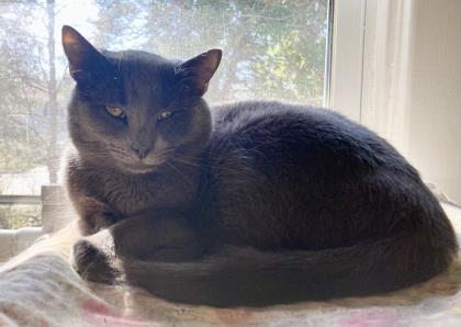 Hollis, a Adoptable mixed breed in New Freedom, PA image 2/2