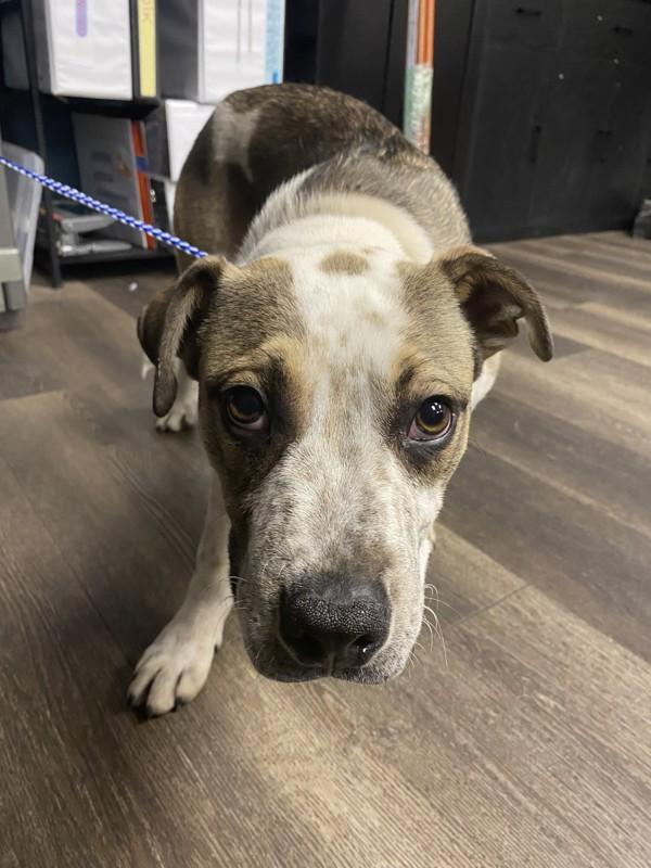 Enlarge Hank, a Adoptable mixed breed in Victorville, CA image 1/1
