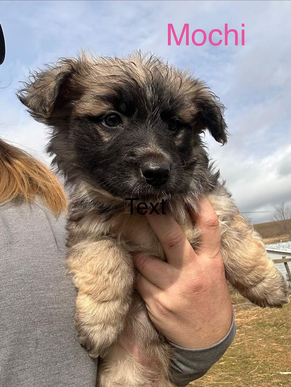 Enlarge Mochi, a Adoptable mixed breed in Mouth Of Wilson, VA image 1/1