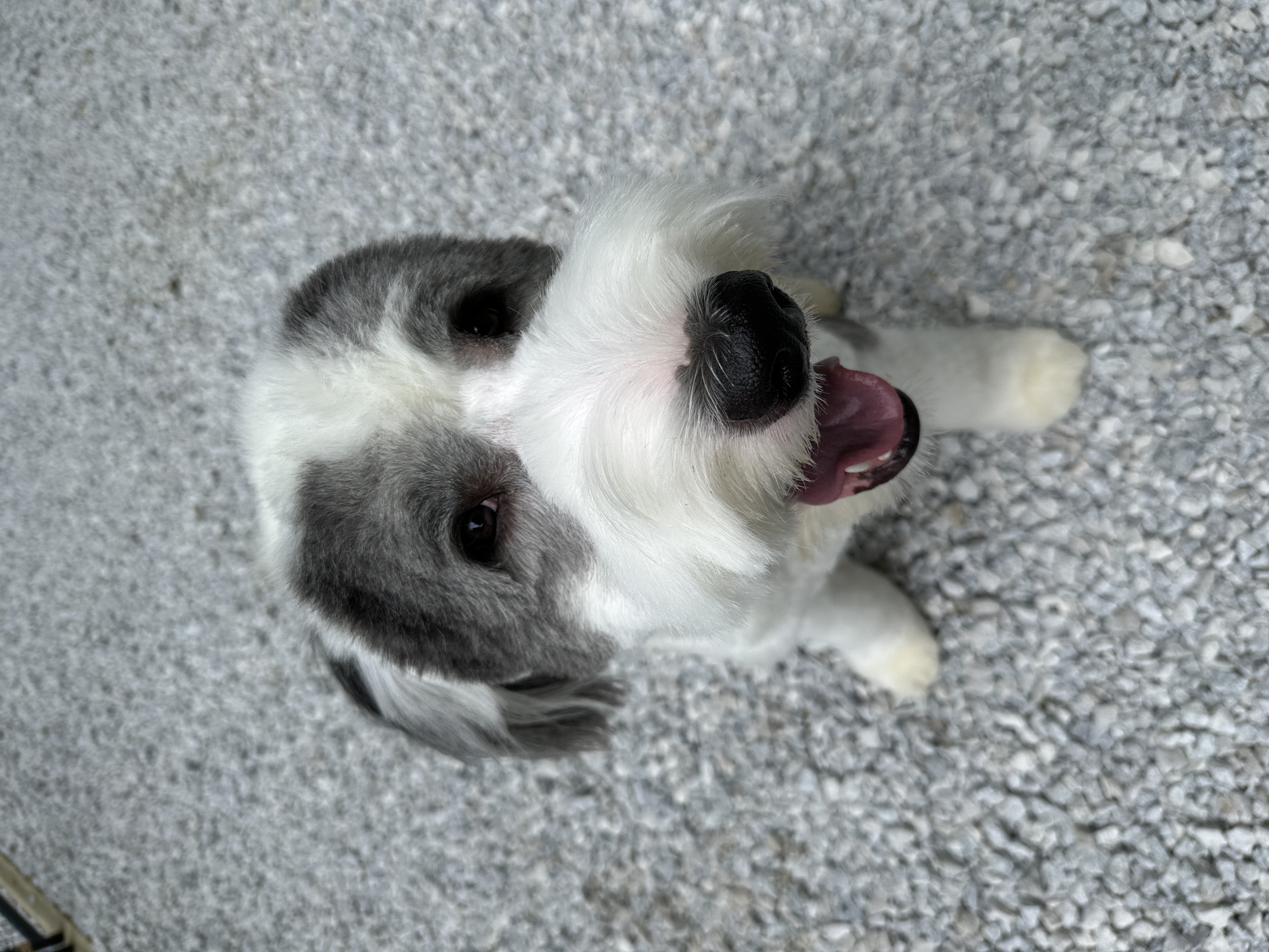 Milo, Adopted, Young Male Old English Sheepdog.