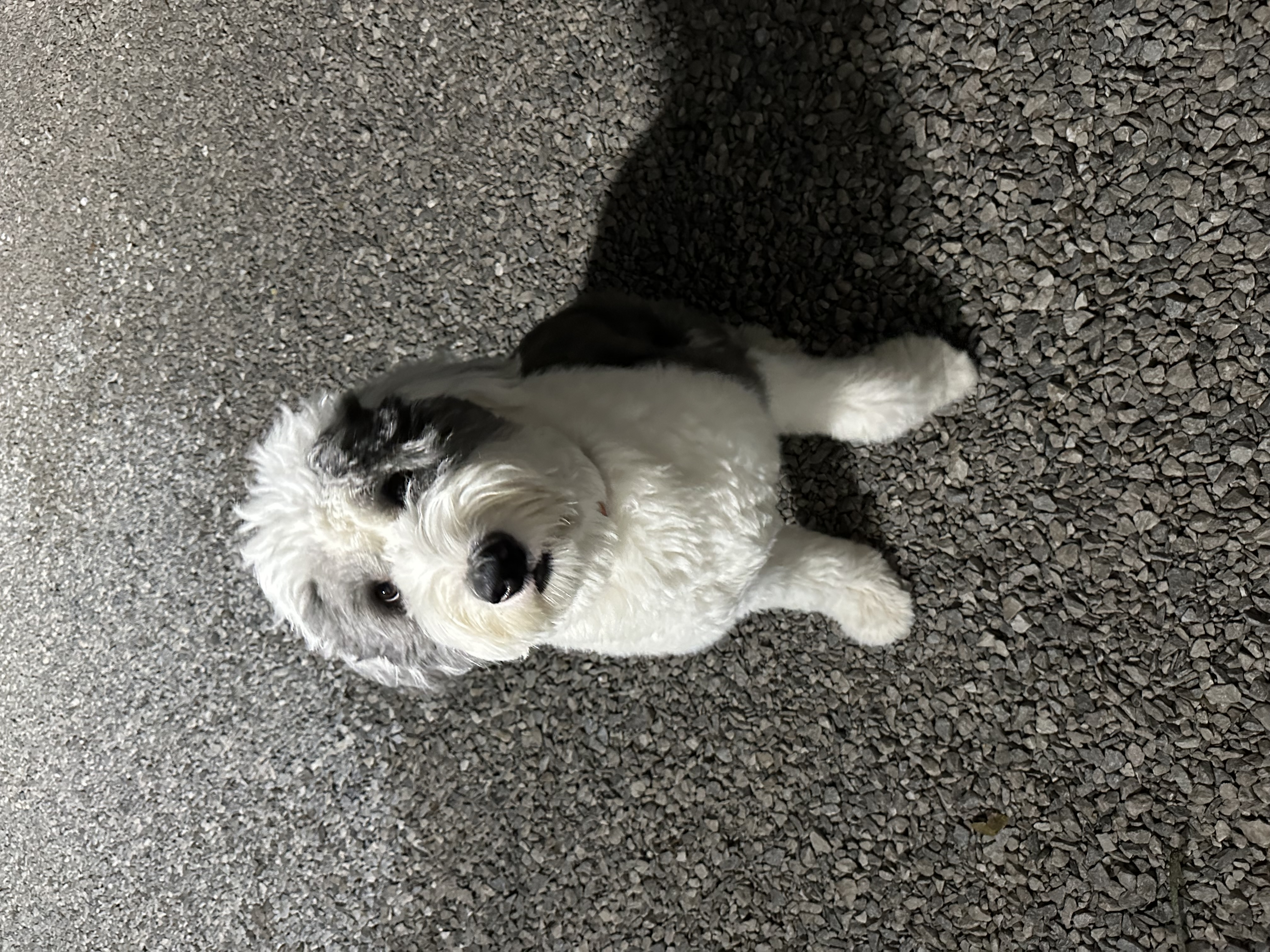 Enlarge Milo, a Adopted Old English Sheepdog in Mantua, OH image 2/6