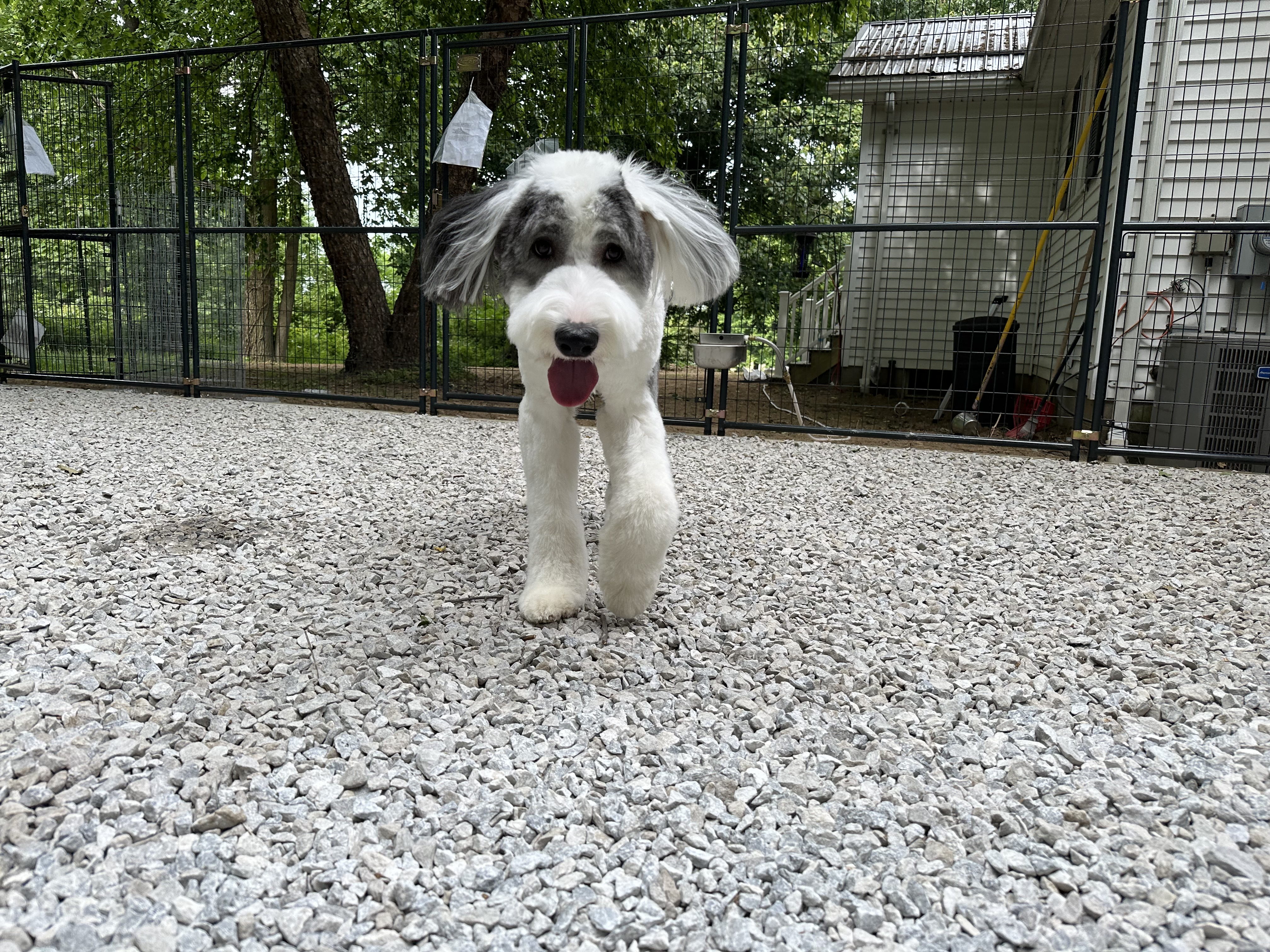 Enlarge Milo, a Adopted Old English Sheepdog in Mantua, OH image 3/6