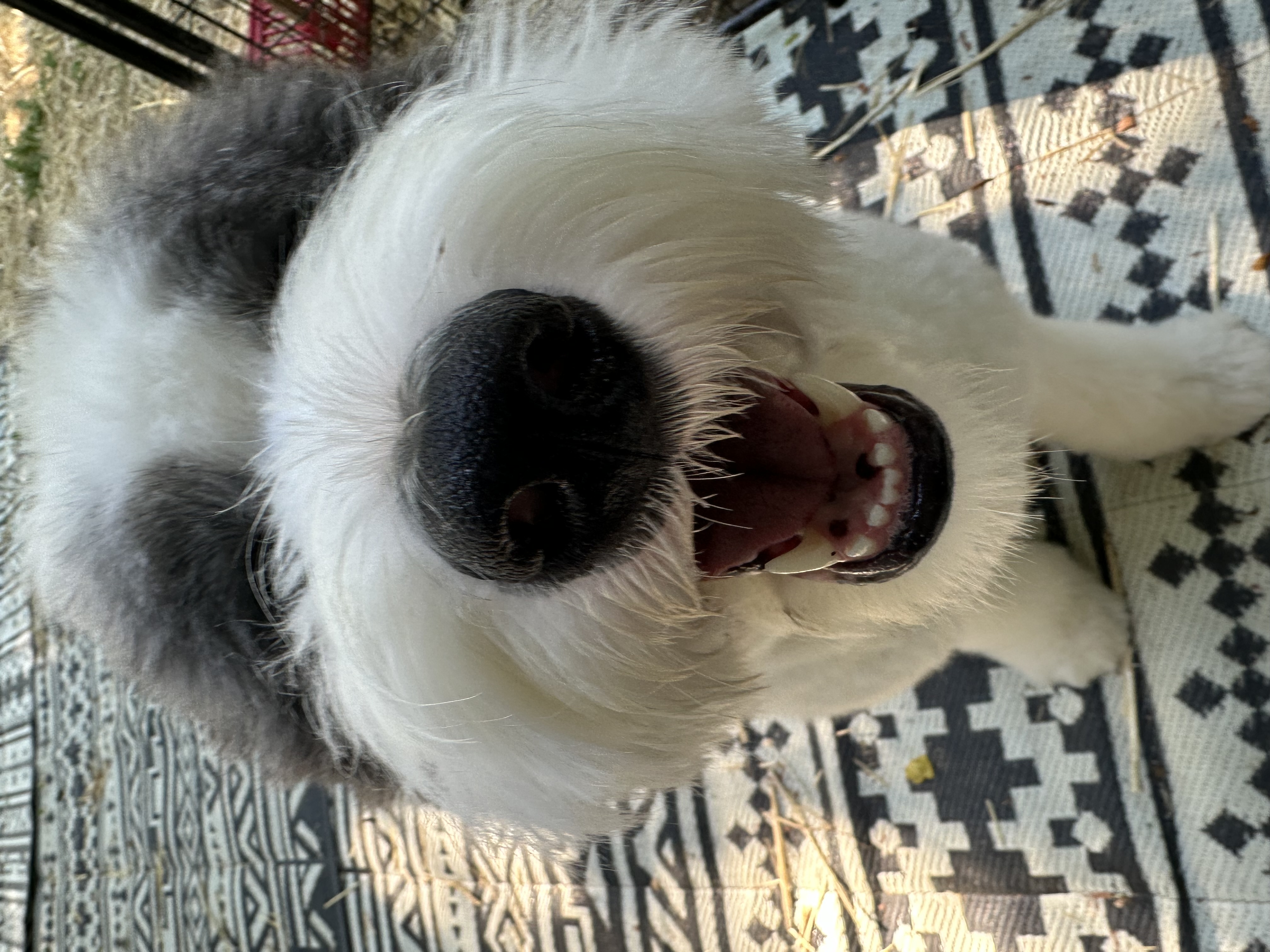 Enlarge Milo, a Adopted Old English Sheepdog in Mantua, OH image 4/6