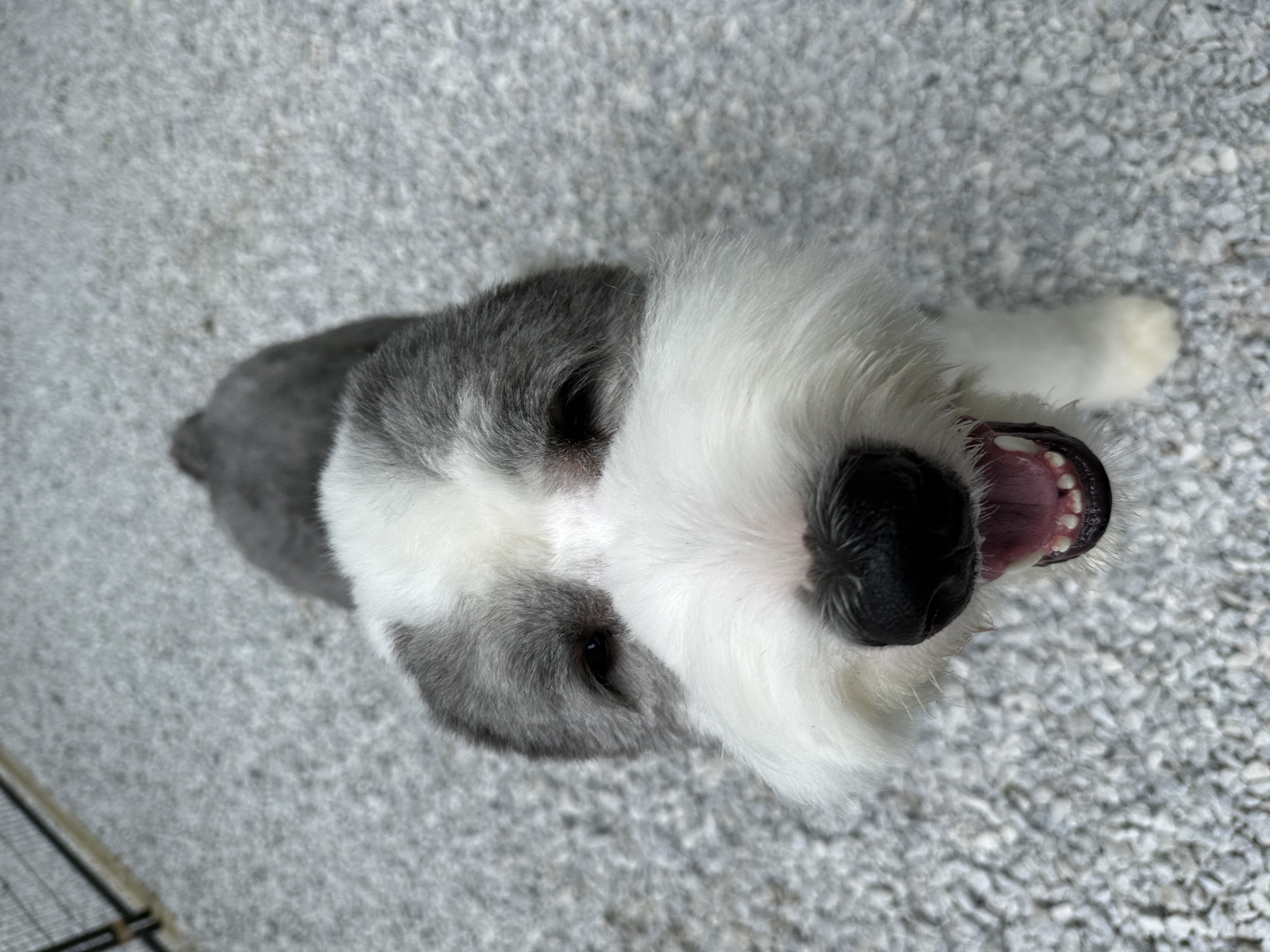 Enlarge Milo, a Adopted Old English Sheepdog in Mantua, OH image 5/6