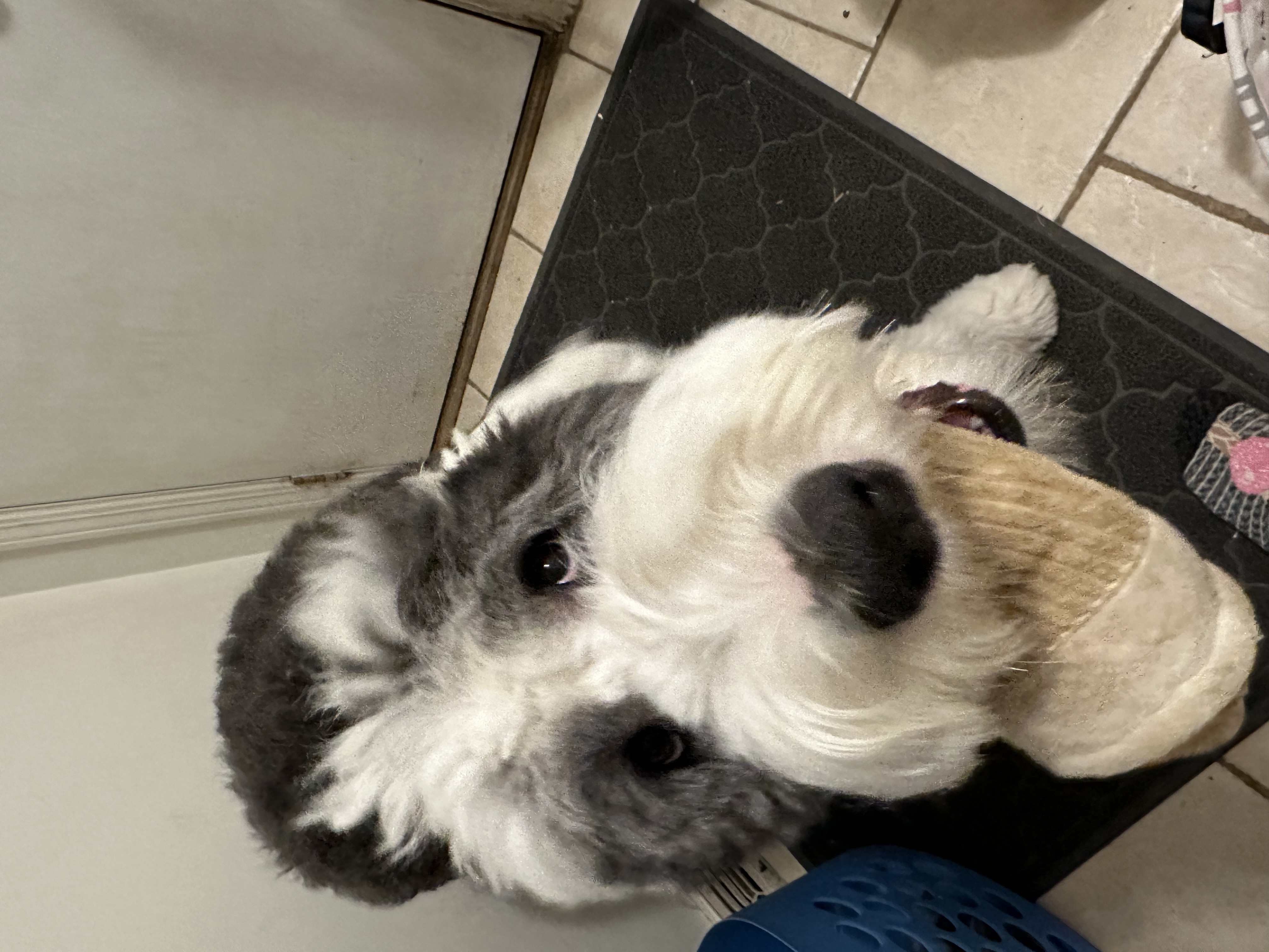 Enlarge Milo, a Adopted Old English Sheepdog in Mantua, OH image 6/6