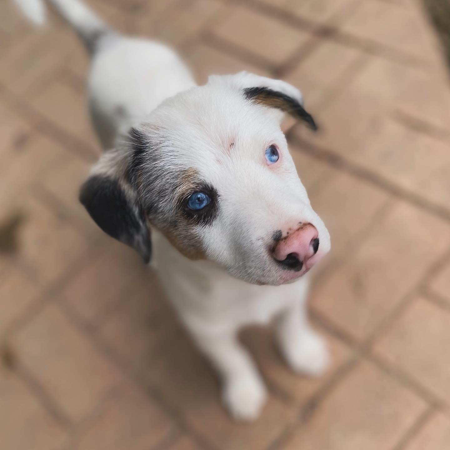 Dog for adoption Beethoven, an Australian Shepherd in West Falls, NY