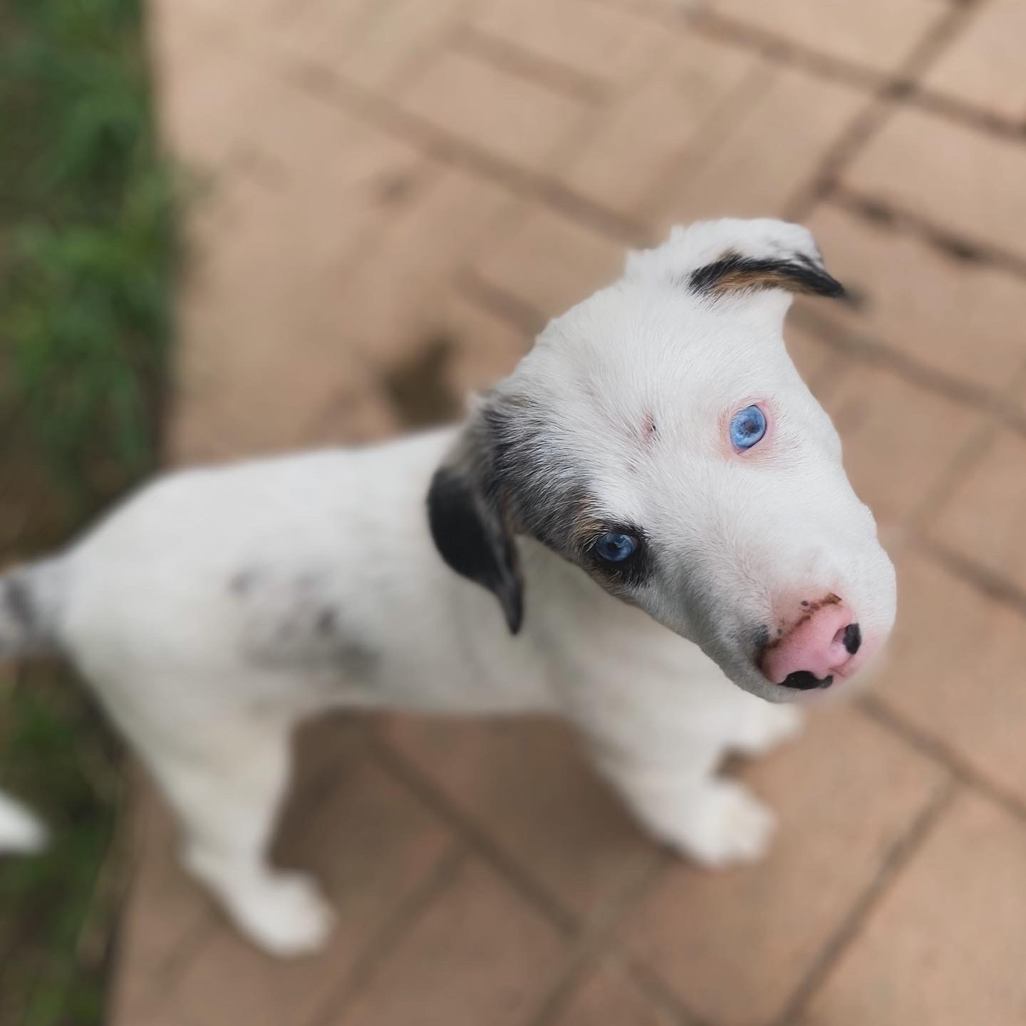 Dog for adoption Beethoven, an Australian Shepherd in West Falls, NY