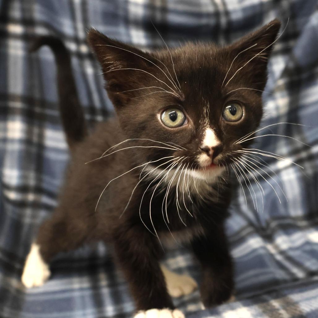 Enlarge Camilla, a Adoptable Domestic Short Hair image 1/1