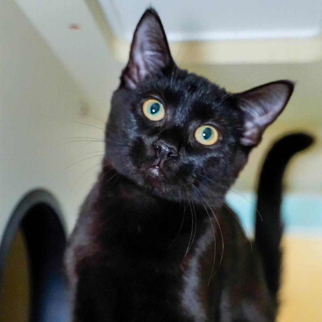 Lincoln, Adoptable, Kitten Male Domestic Short Hair.