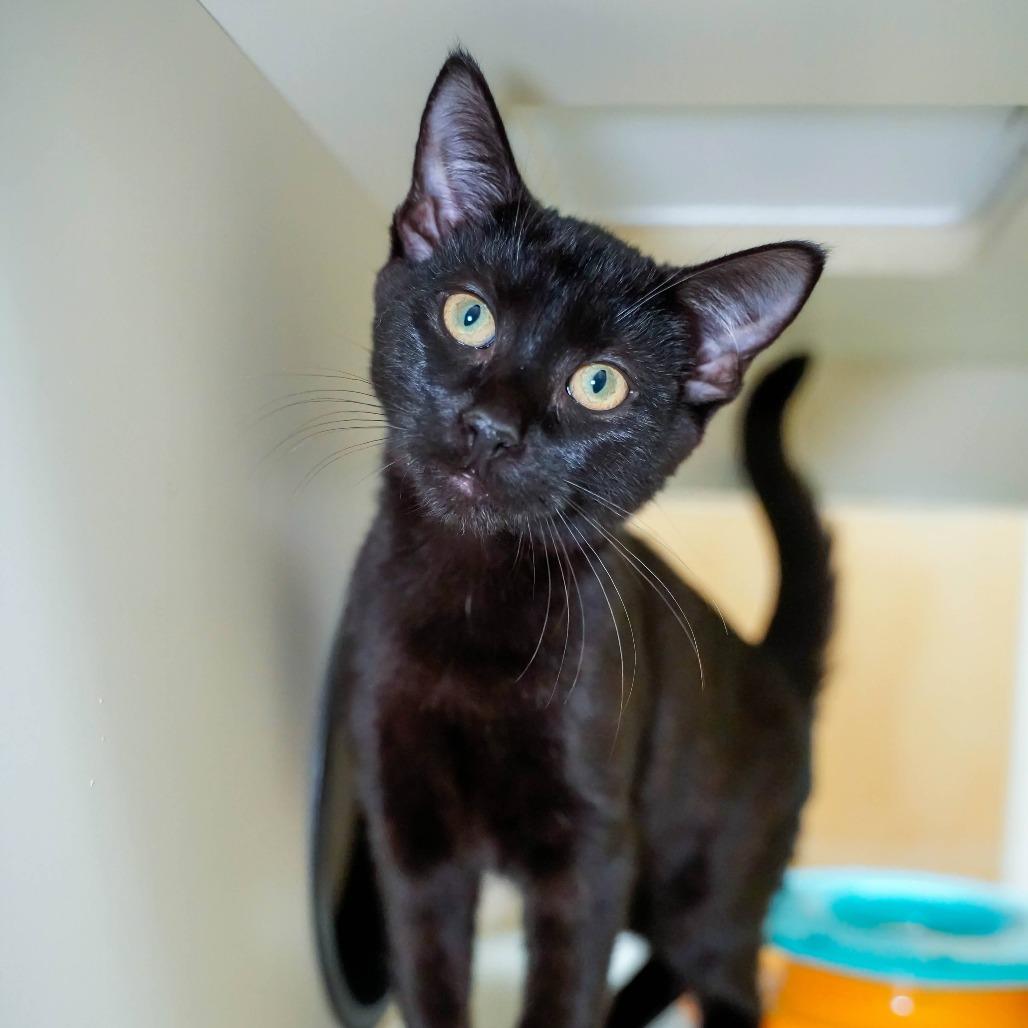 Enlarge Lincoln, a Adoptable Domestic Short Hair in Thomaston, ME image 2/2