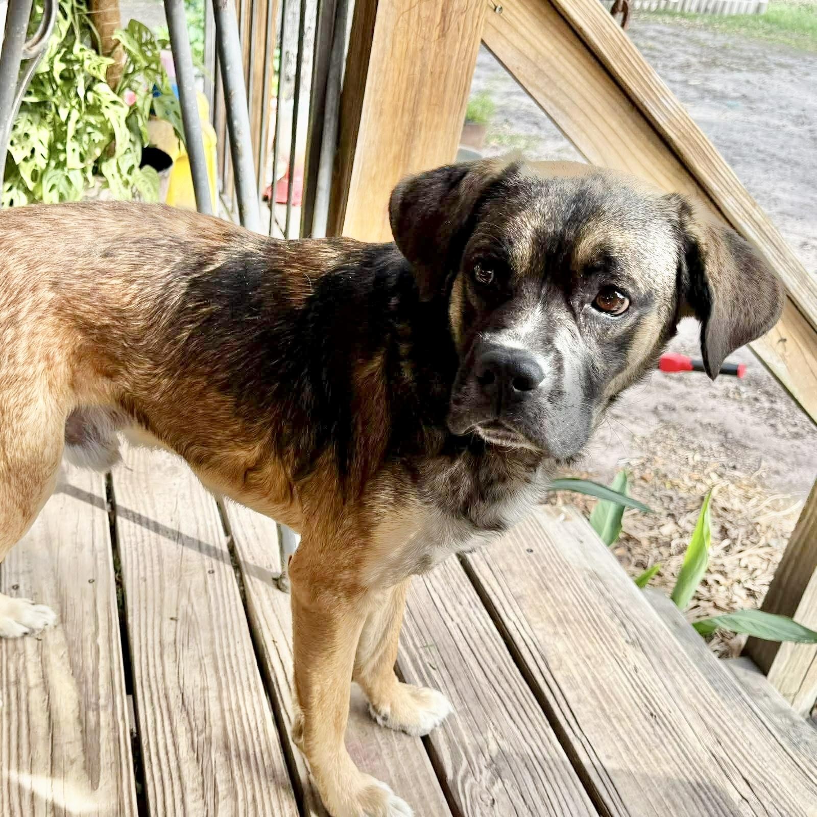 Hoop, a Adoptable mixed breed in Buffalo, NY image 3/6
