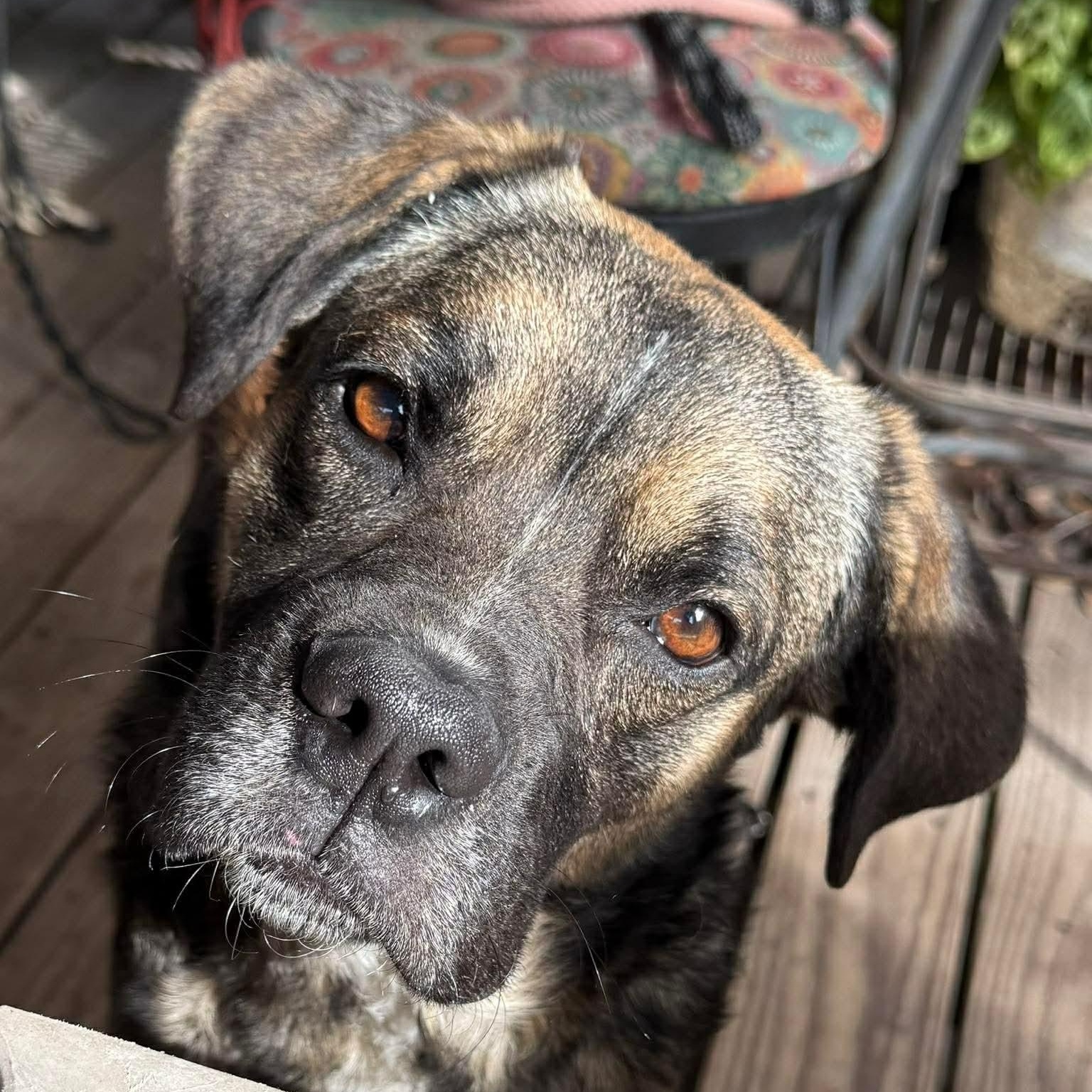 Hoop, a Adoptable mixed breed in Buffalo, NY image 1/6