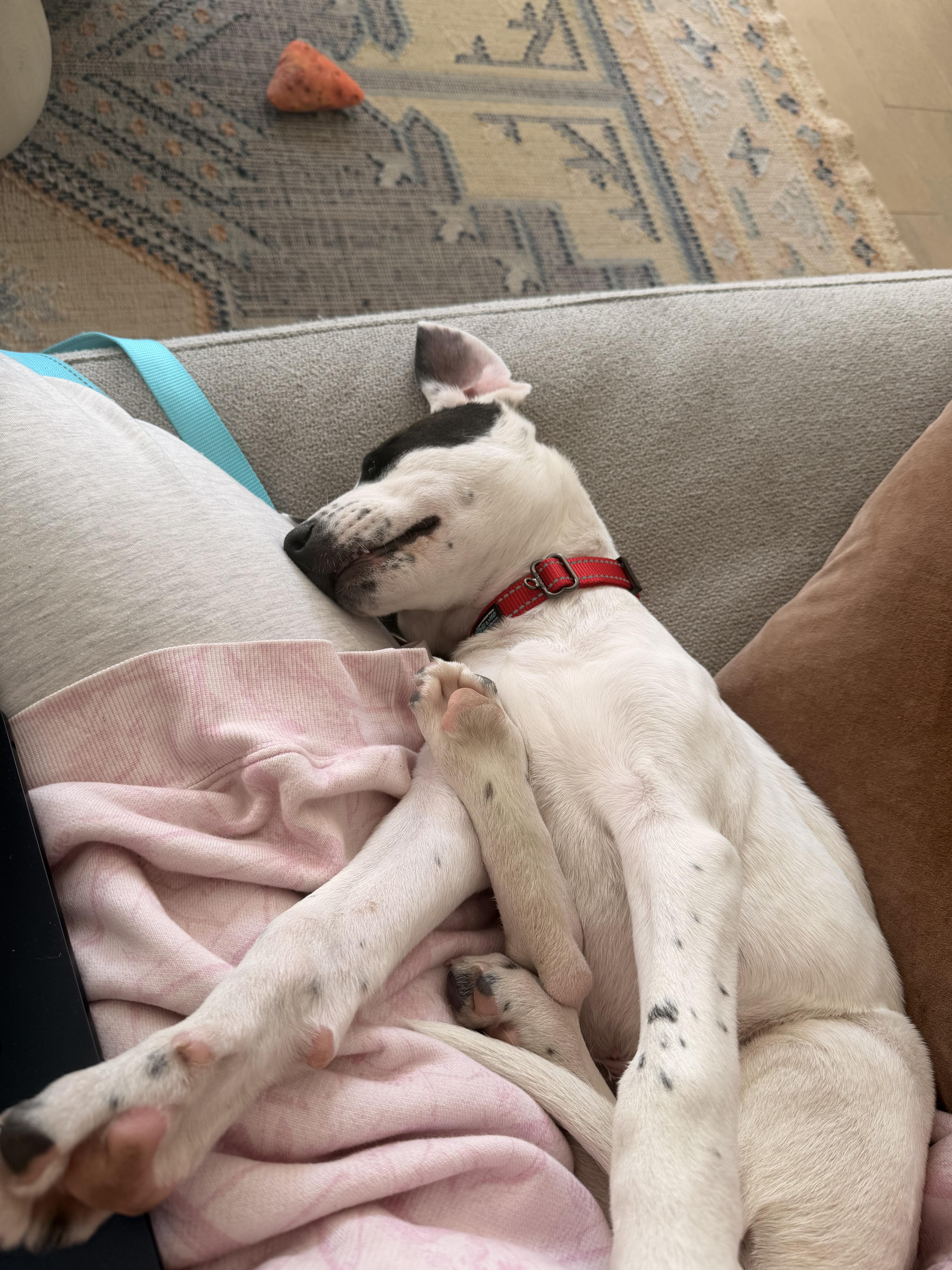 Enlarge Hudson, a ADOPTABLE mixed breed in Commerce City, CO image 4/6