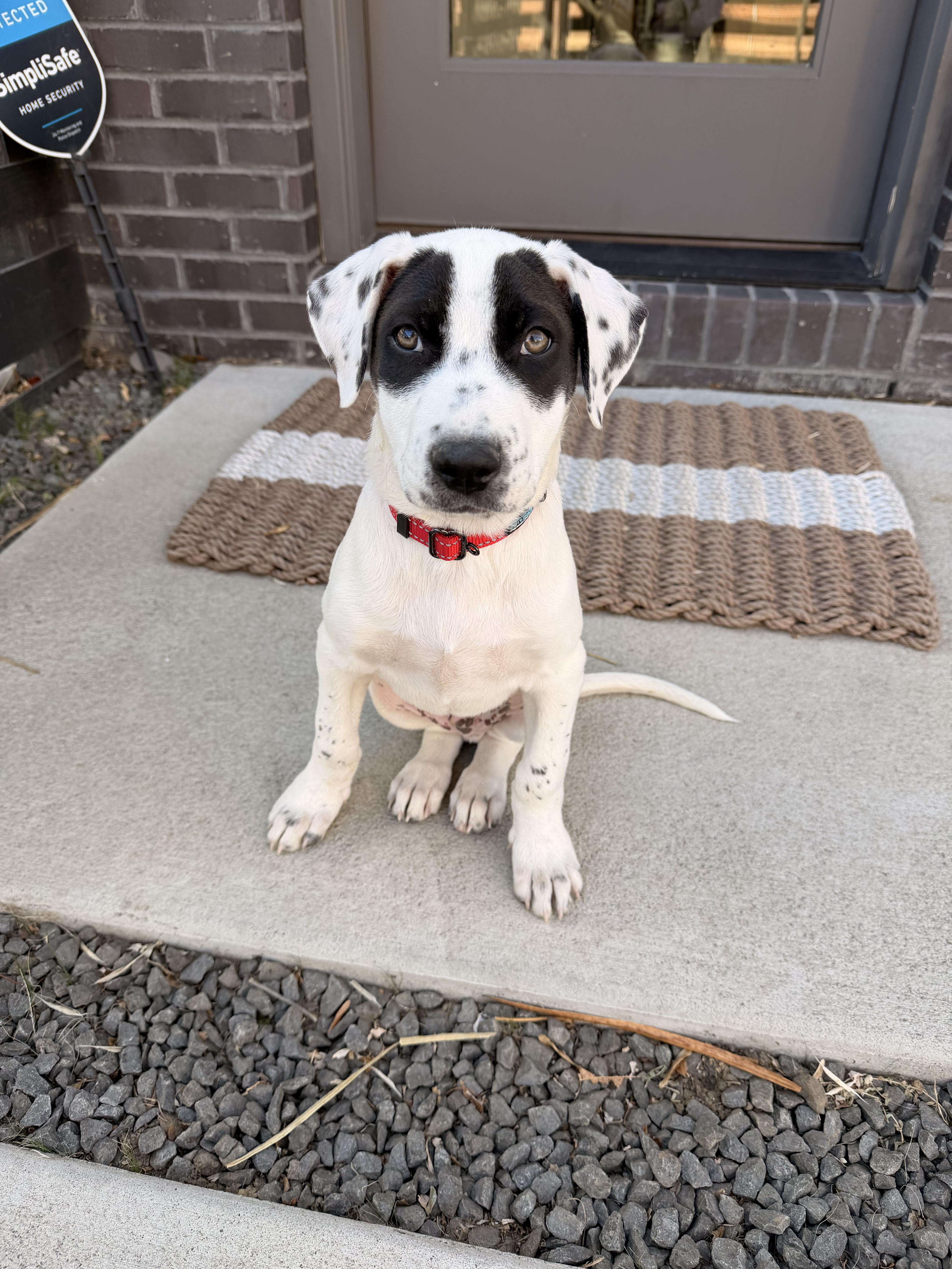 Enlarge Hudson, a ADOPTABLE mixed breed in Commerce City, CO image 1/6