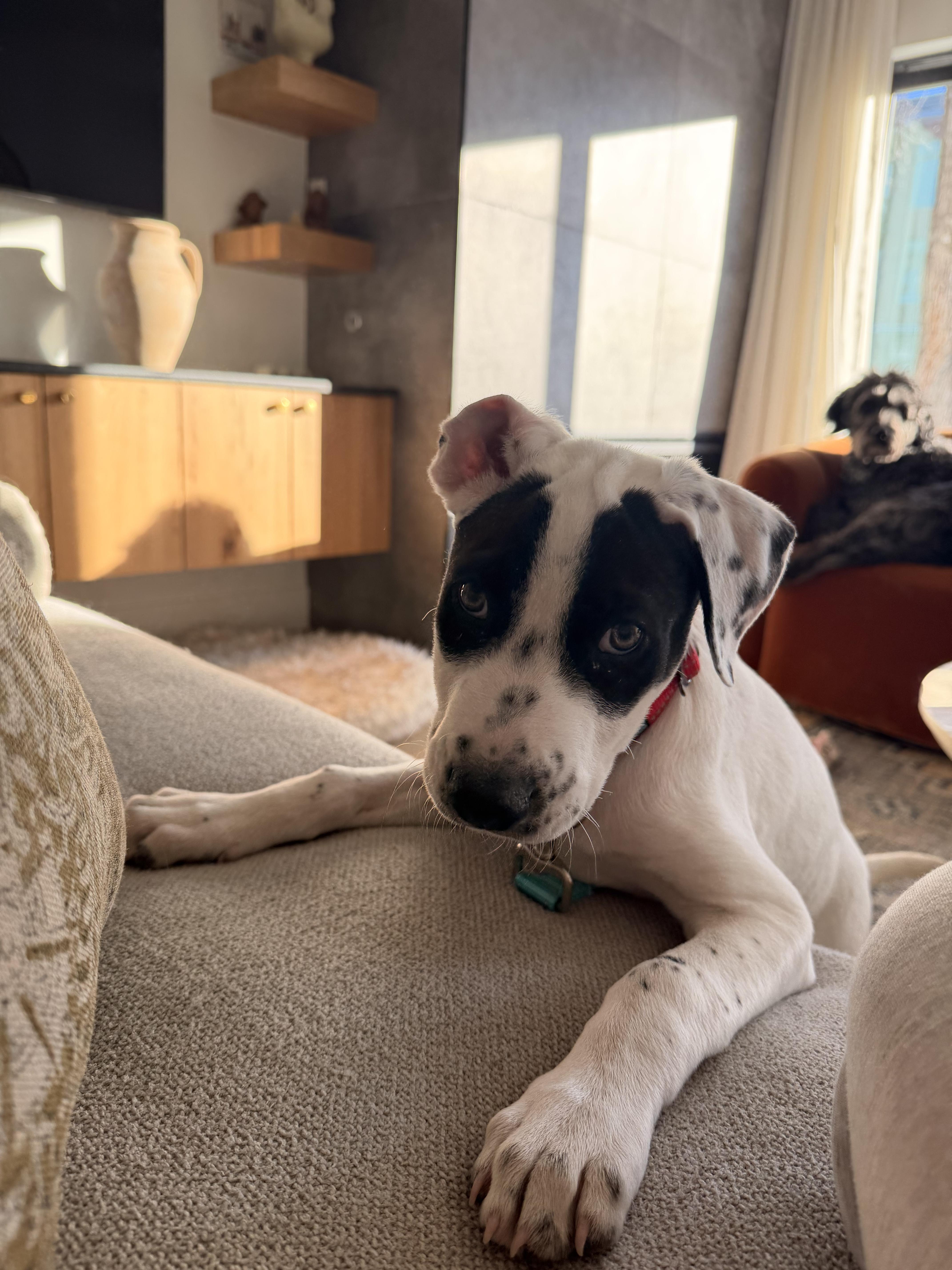 Enlarge Hudson, a ADOPTABLE mixed breed in Commerce City, CO image 5/6