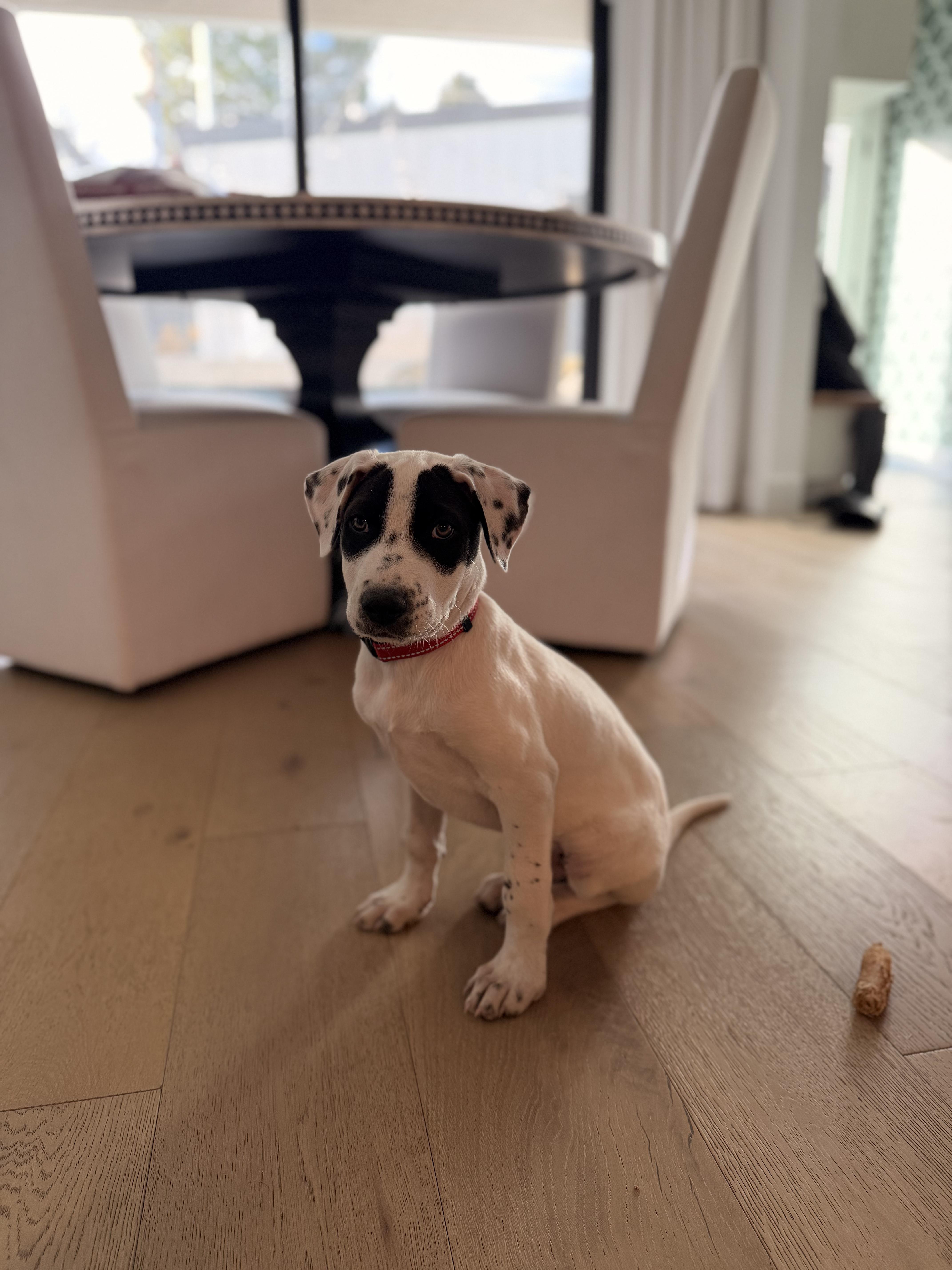 Enlarge Hudson, a ADOPTABLE mixed breed in Commerce City, CO image 6/6