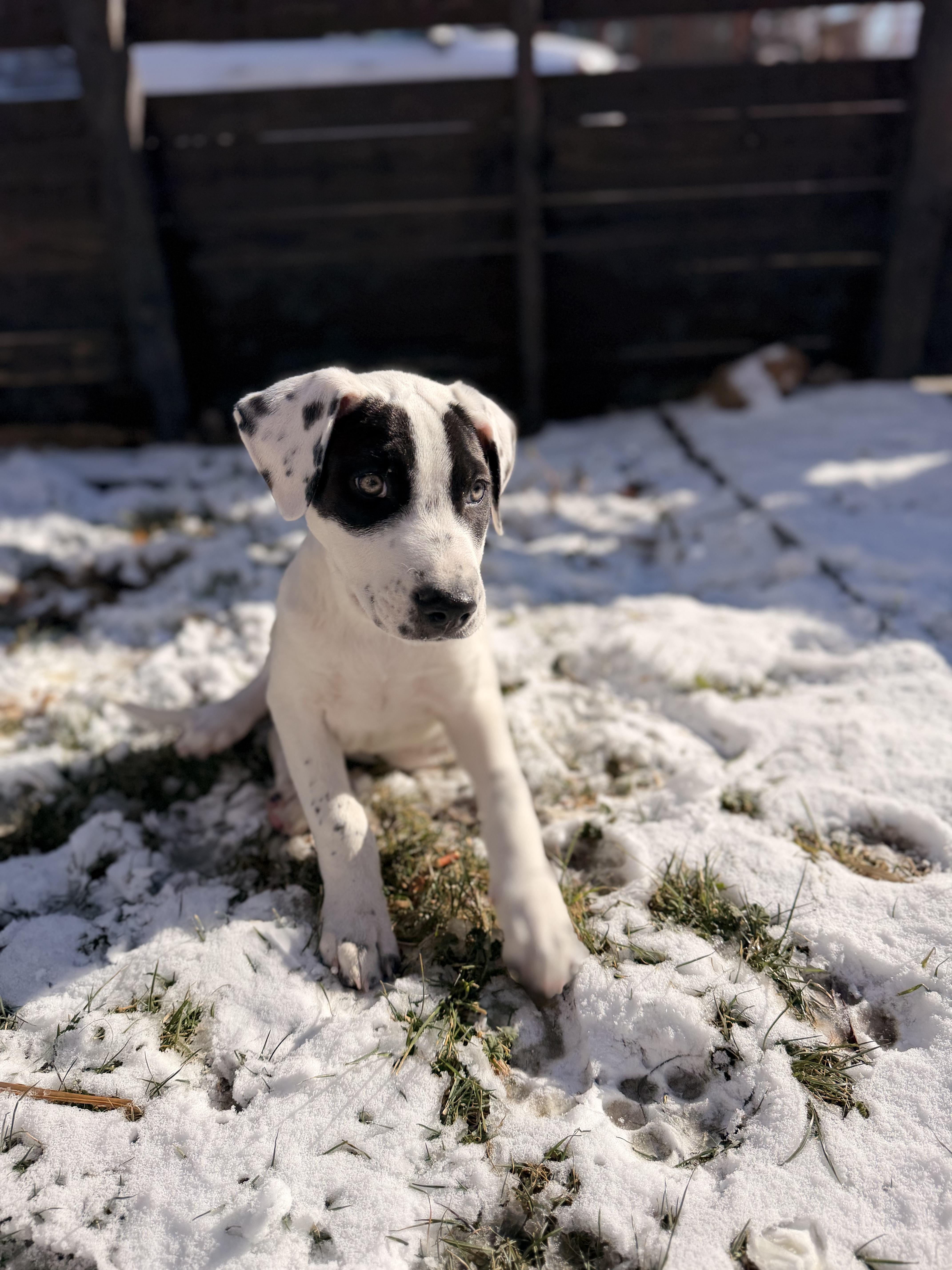 Enlarge Hudson, a ADOPTABLE mixed breed in Commerce City, CO image 2/6