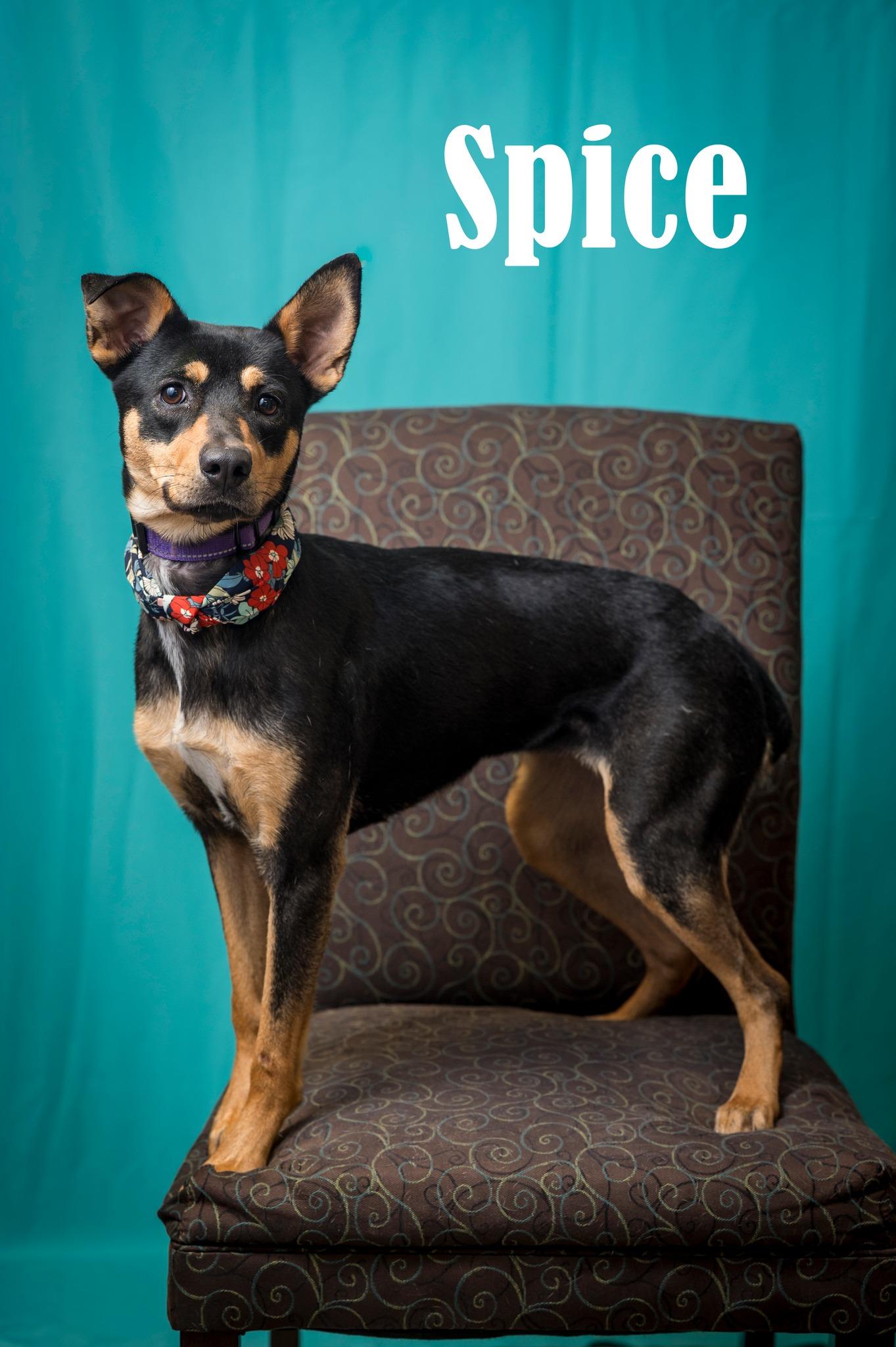Enlarge Spice, a Adoptable Mixed Breed in North Myrtle Beach, SC image 1/1