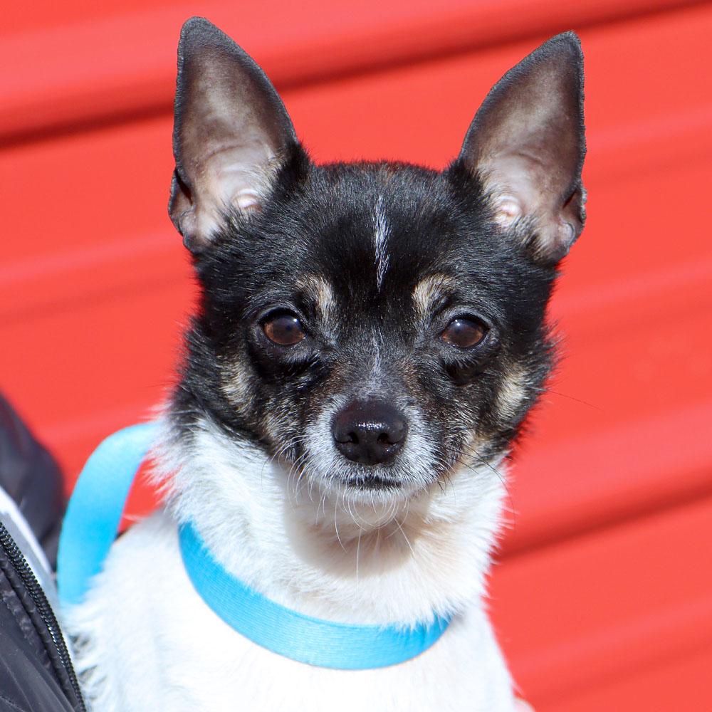 Taquito (AO35668), adopted, Adult Male Chihuahua.