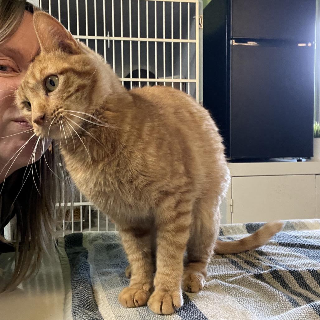 Chowda, Adoptable, Senior Male Domestic Short Hair.