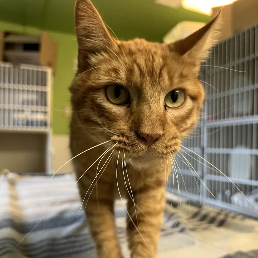 Chowda, a Adoptable Domestic Short Hair in Glenwood Springs, CO image 2/5