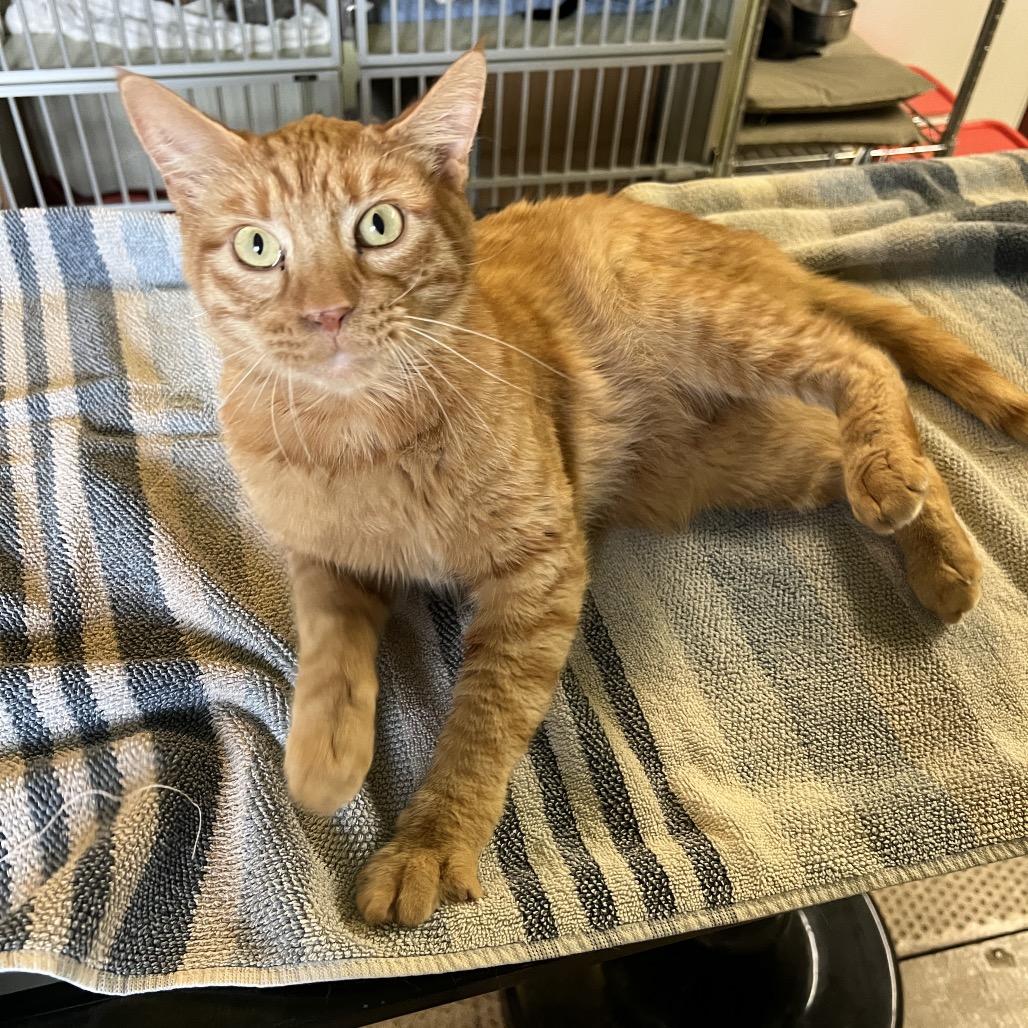 Chowda, a Adoptable Domestic Short Hair in Glenwood Springs, CO image 3/5