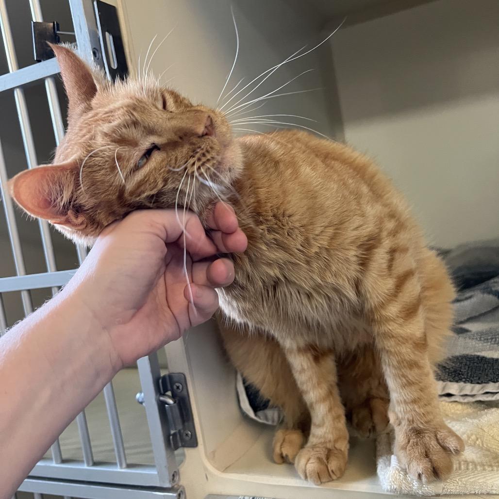 Chowda, a Adoptable Domestic Short Hair in Glenwood Springs, CO image 5/5